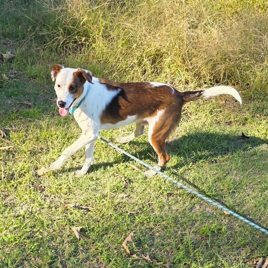 Enlarge Woody, a Adoptable Mixed Breed in Clarksville, TN image 4/6