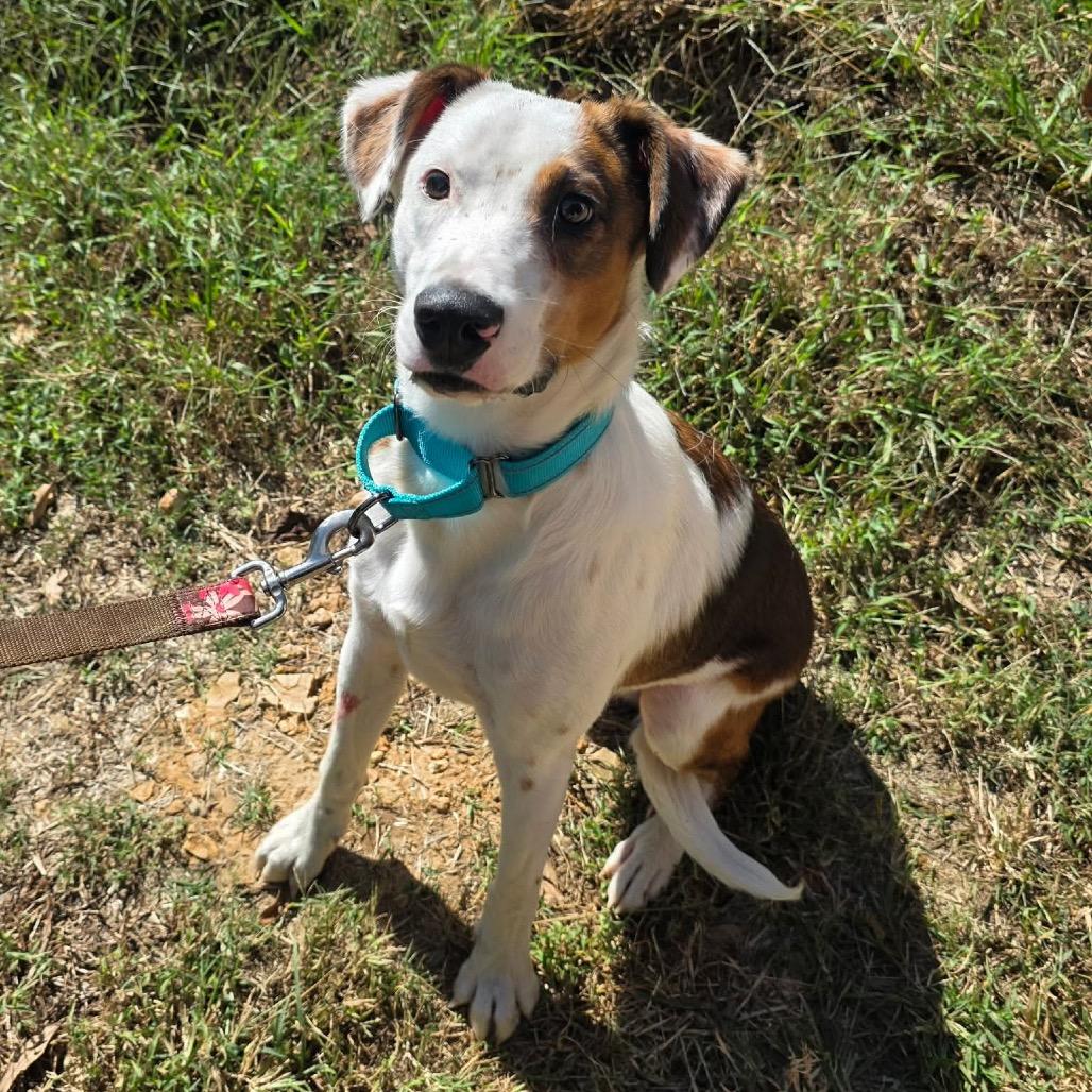 Enlarge Woody, a Adoptable Mixed Breed in Clarksville, TN image 5/6
