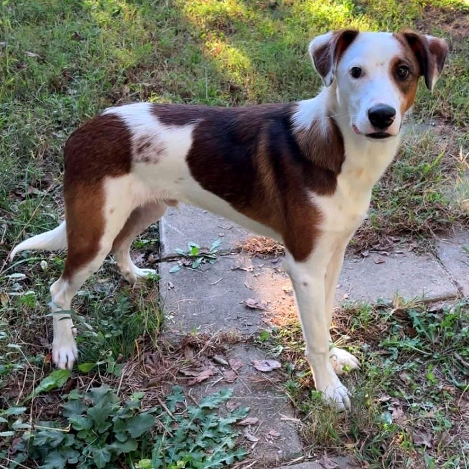 Enlarge Woody, a Adoptable Mixed Breed in Clarksville, TN image 6/6