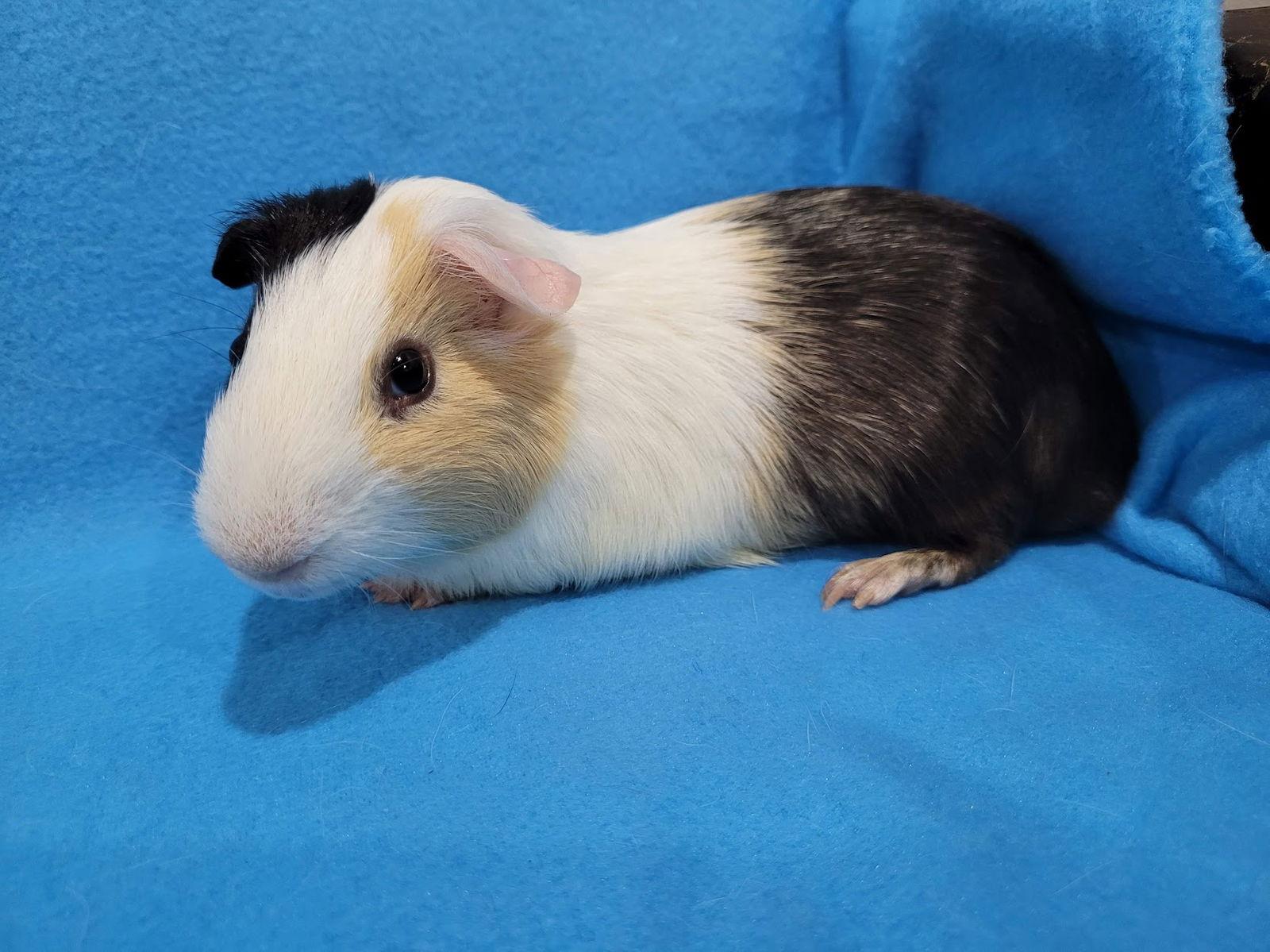 Jeeves, a Adopted Guinea Pig in Baton Rouge, LA image 1/2