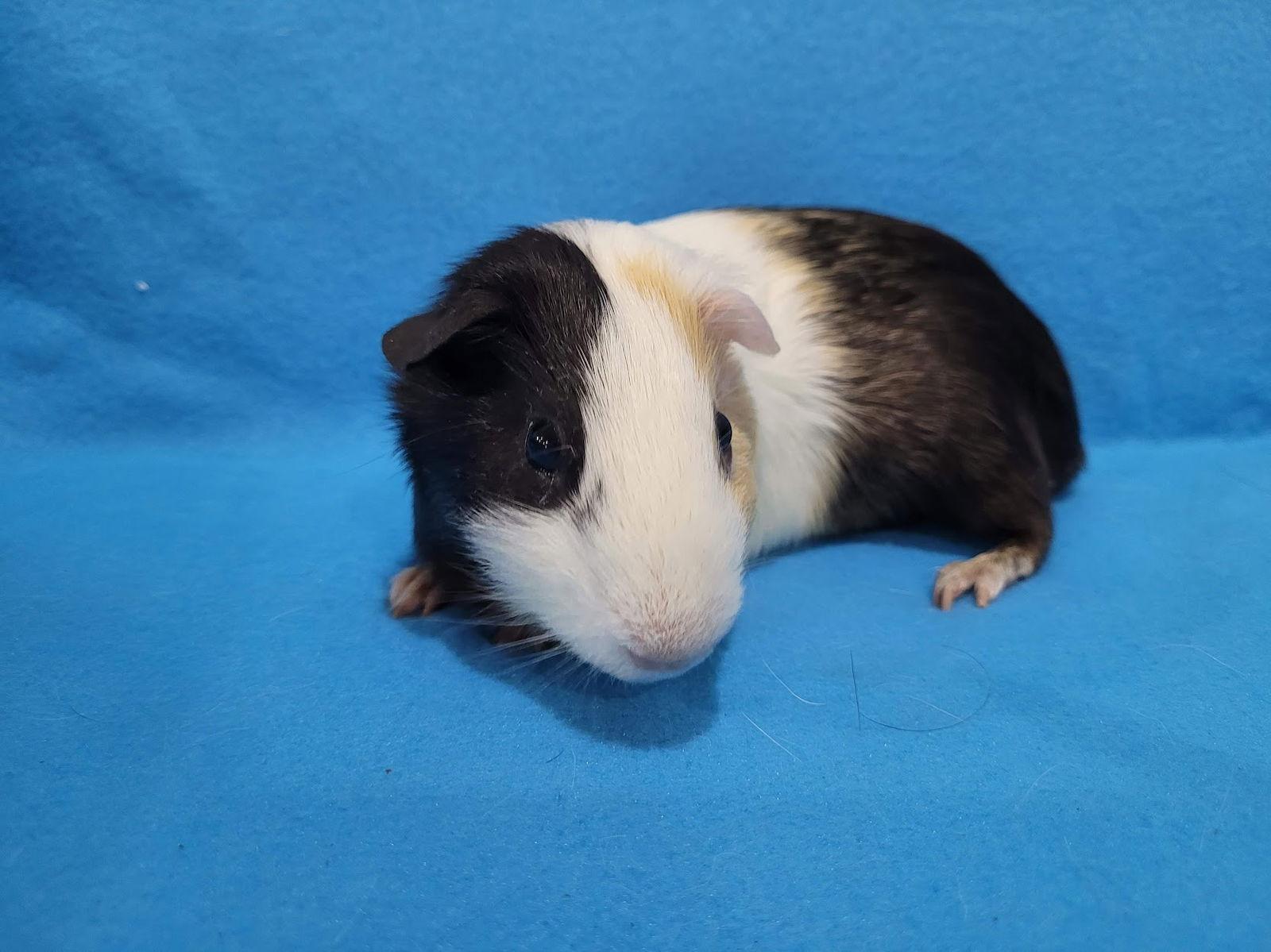 Jeeves, a Adopted Guinea Pig in Baton Rouge, LA image 2/2