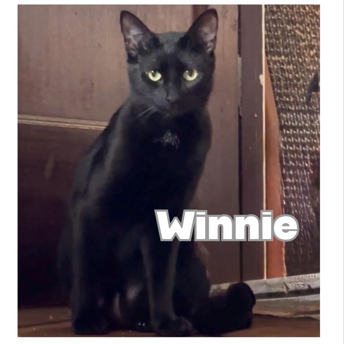 WINNIE, a ADOPTABLE Domestic Short Hair in Victorville, CA image 2/4