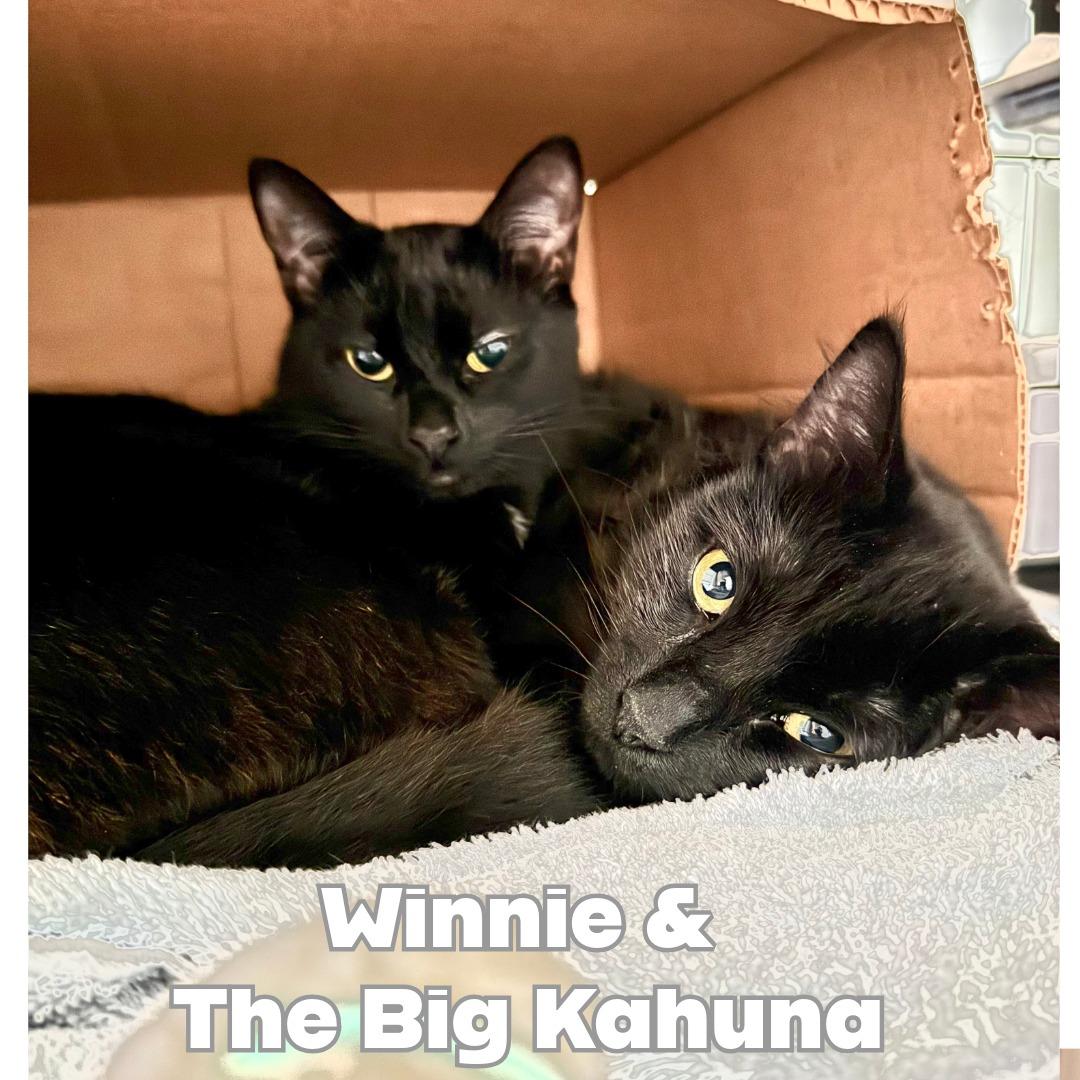 WINNIE, ADOPTABLE, Young Female Domestic Short Hair.