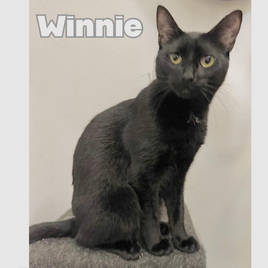 WINNIE, a ADOPTABLE Domestic Short Hair in Victorville, CA image 4/4