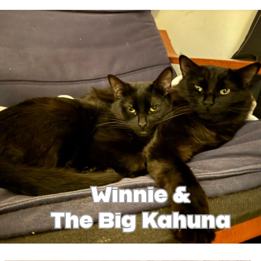 WINNIE, a ADOPTABLE Domestic Short Hair in Victorville, CA image 3/4