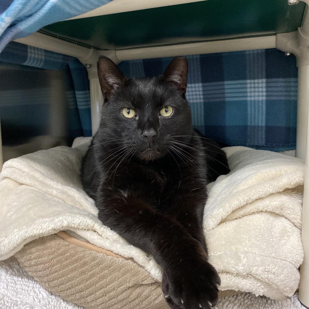 Kestrel, Adoptable, Senior Male Domestic Short Hair.