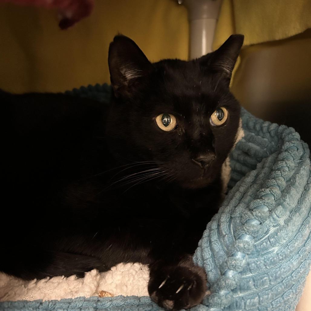 Enlarge Kestrel, a Adoptable Domestic Short Hair in Charlottesville, VA image 2/6