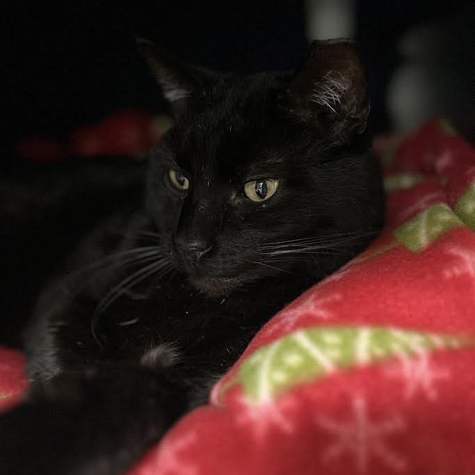 Enlarge Kestrel, a Adoptable Domestic Short Hair in Charlottesville, VA image 3/6