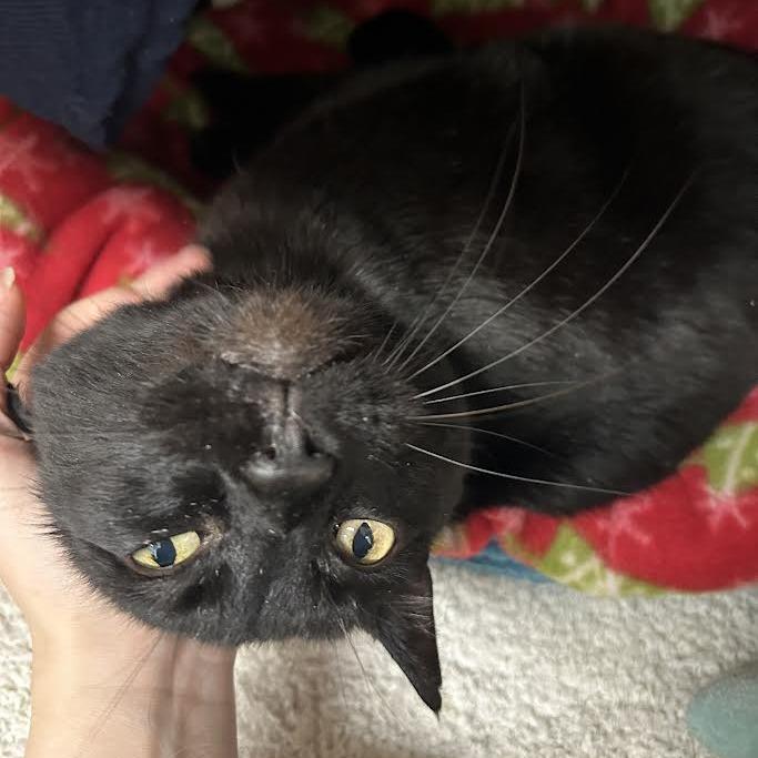 Enlarge Kestrel, a Adoptable Domestic Short Hair in Charlottesville, VA image 4/6