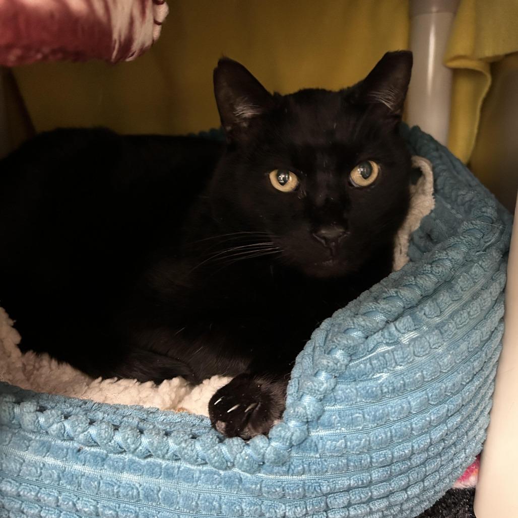 Enlarge Kestrel, a Adoptable Domestic Short Hair in Charlottesville, VA image 5/6