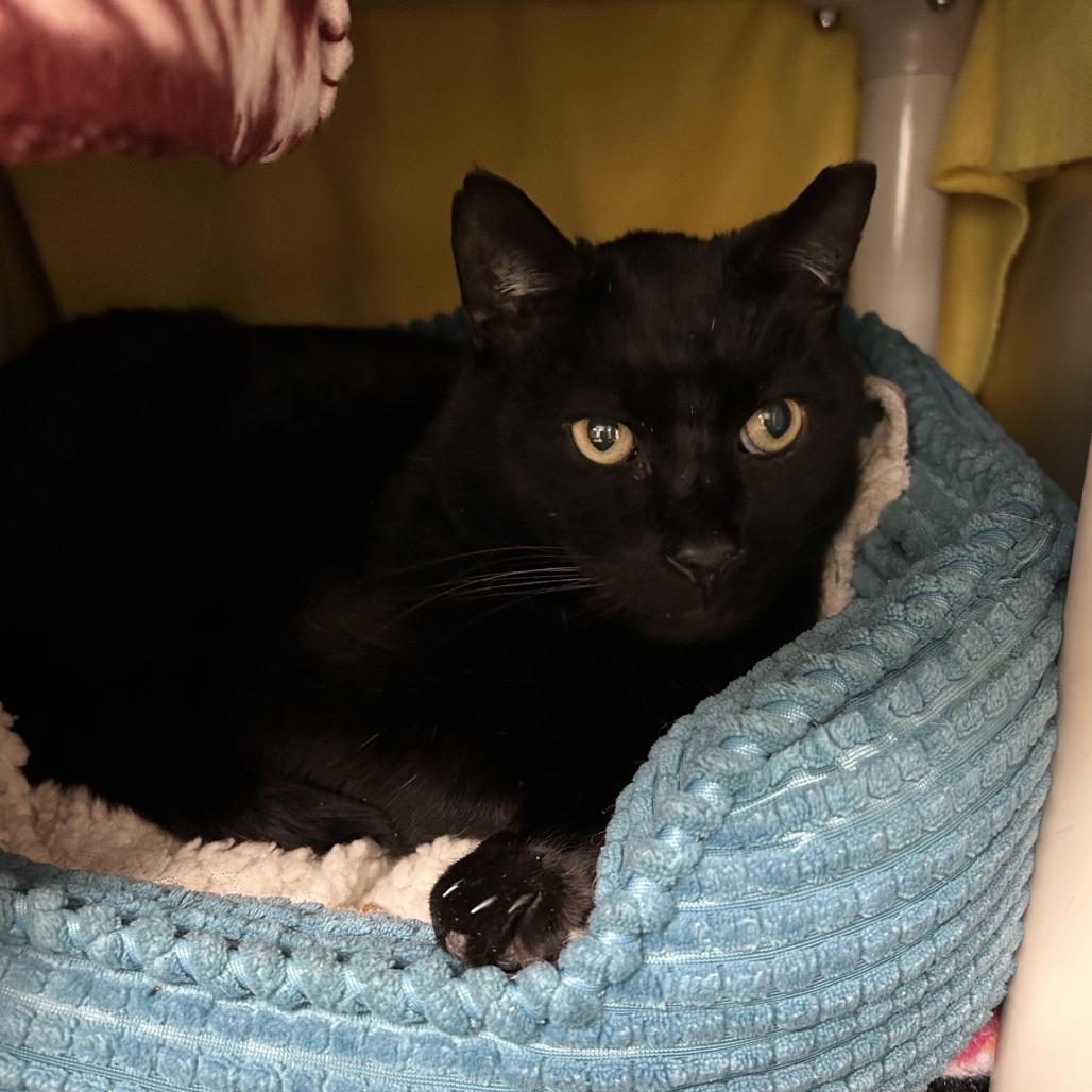 Enlarge Kestrel, a Adoptable Domestic Short Hair in Charlottesville, VA image 6/6