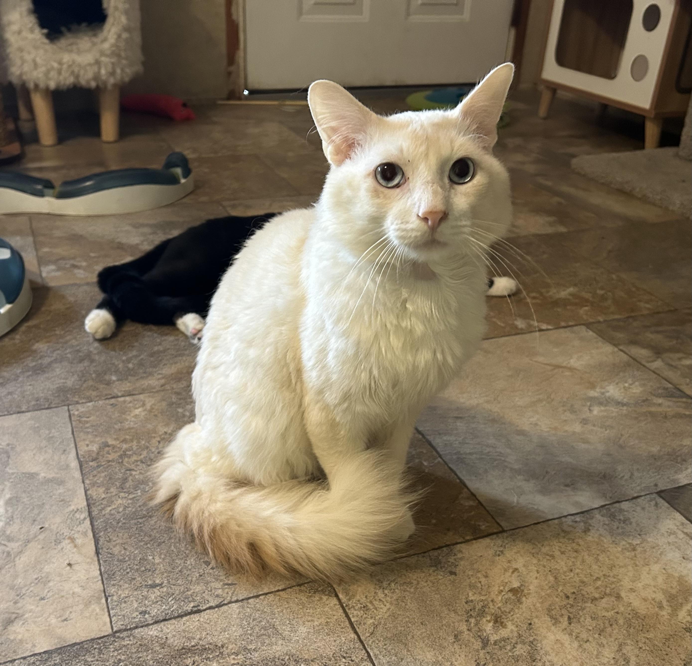 Kyoto, adopted, Adult Male Domestic Medium Hair.