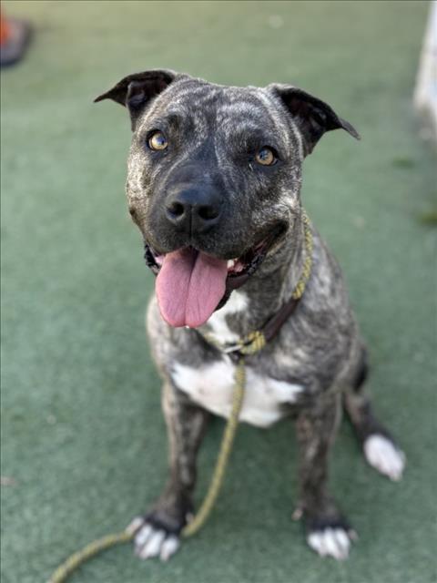 Enlarge JAVAH, a Adoptable mixed breed in Los Angeles, CA image 1/1