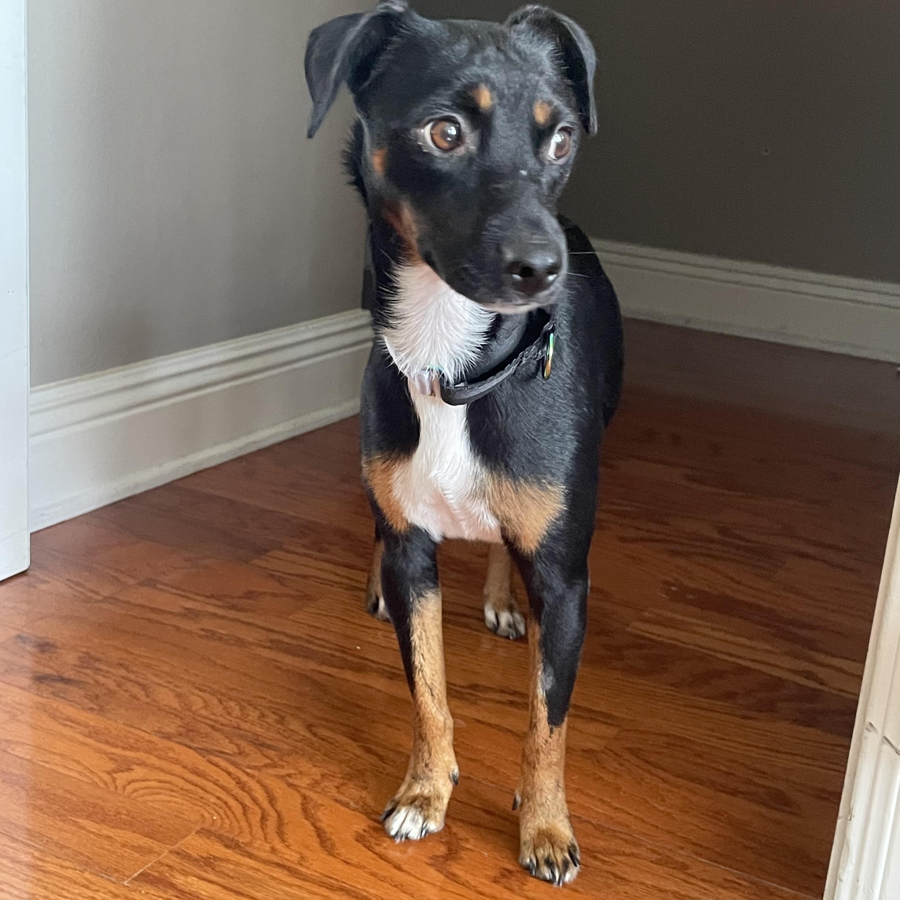 Enlarge Dionne, a Adoptable mixed breed in Mobile, AL image 1/2