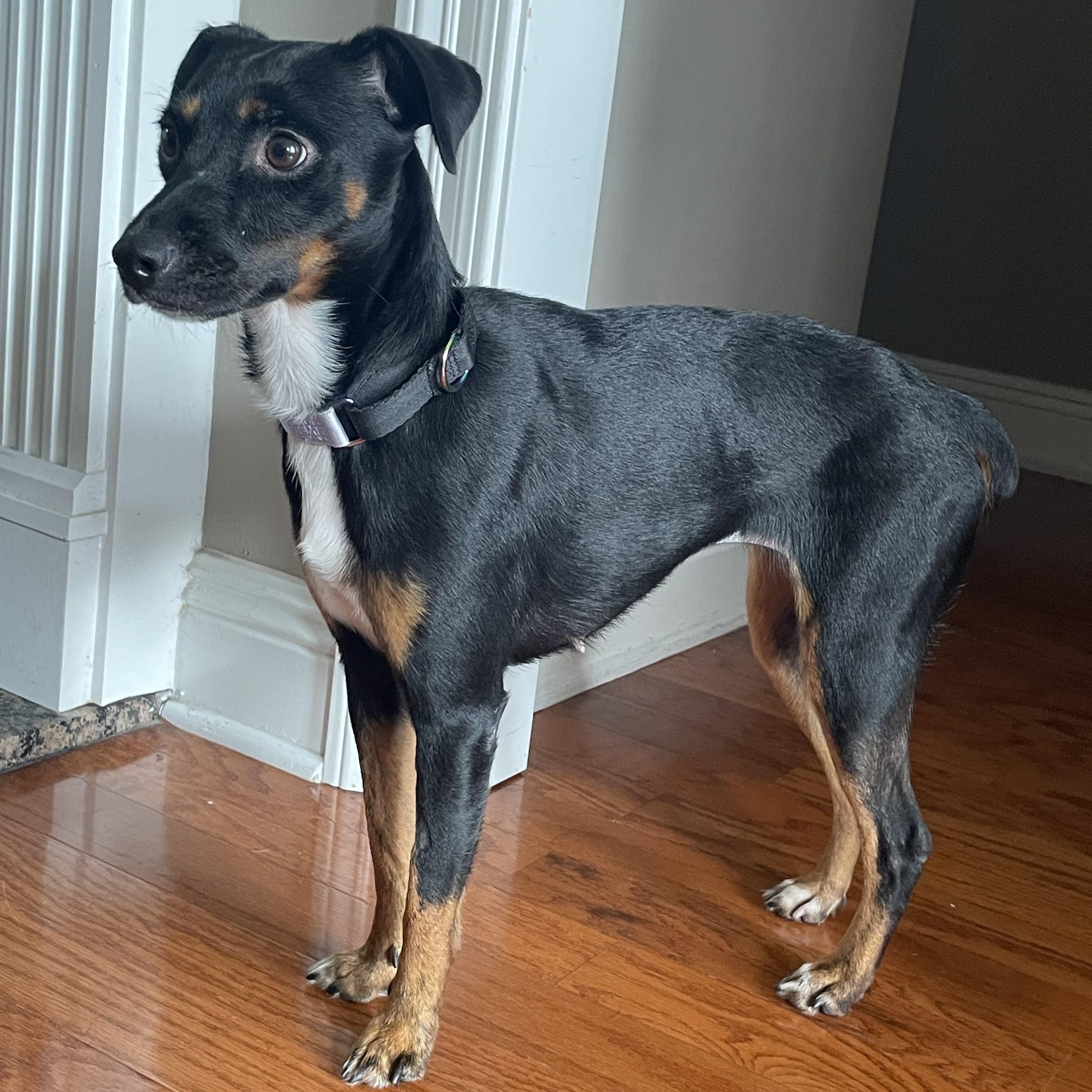 Enlarge Dionne, a Adoptable mixed breed in Mobile, AL image 2/2