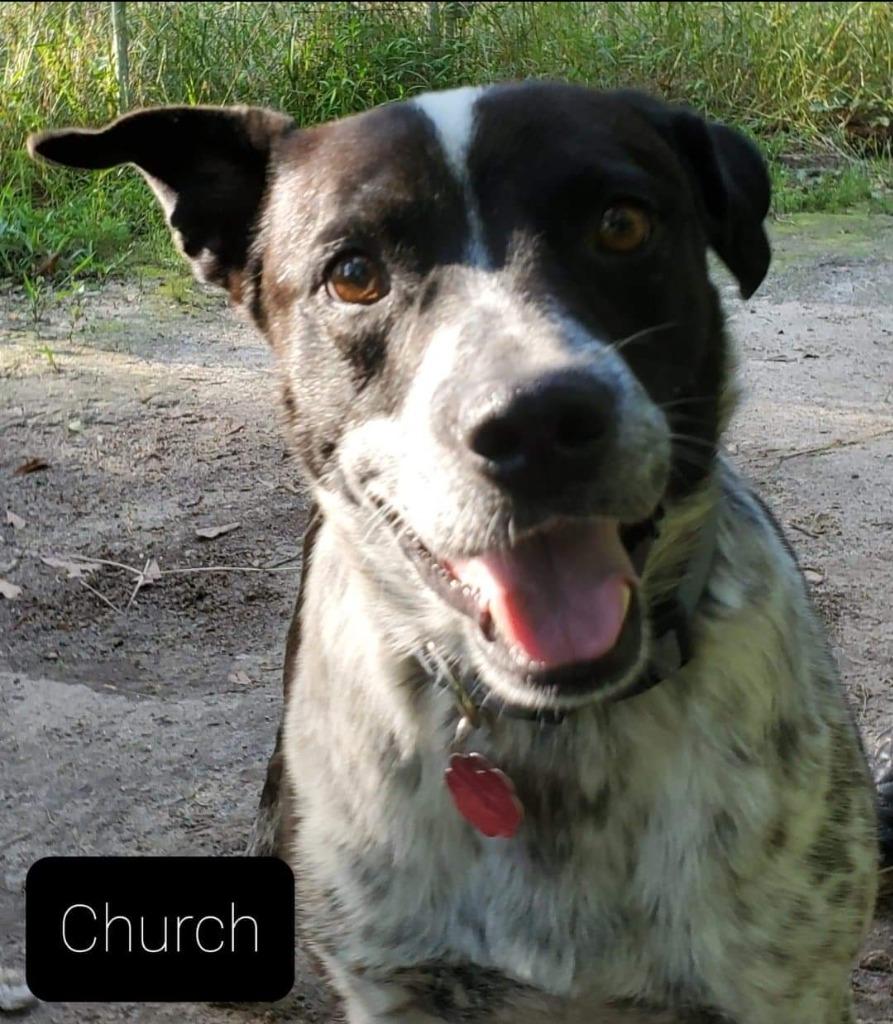 Church, Adoptable, Senior Male Cattle Dog & Border Collie.