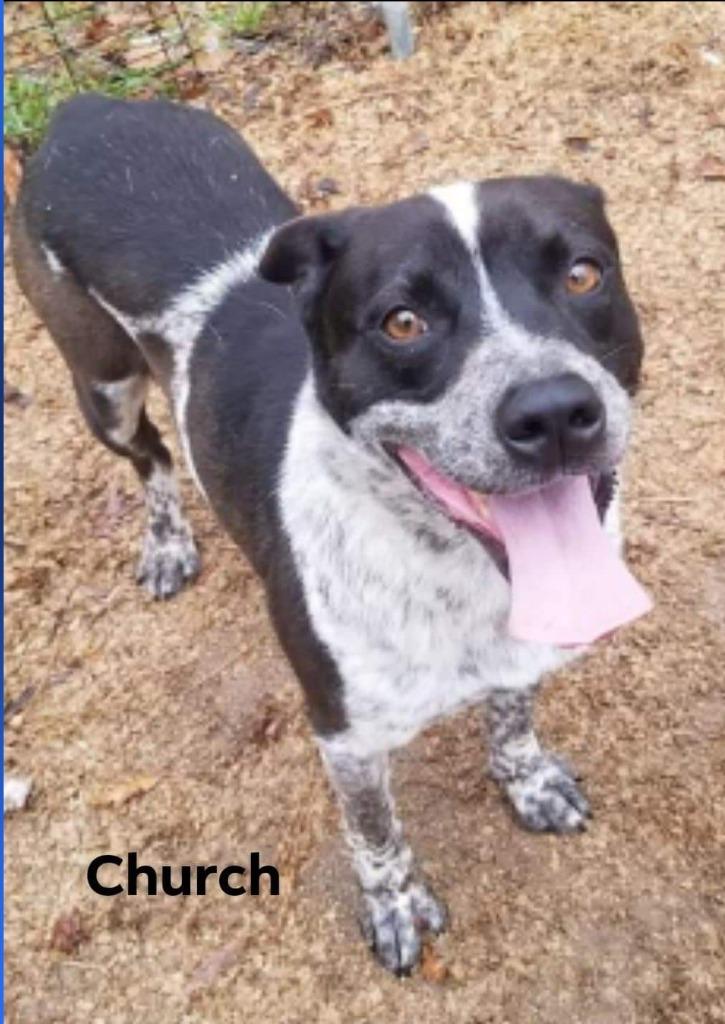 Enlarge Church, a Adoptable mixed breed in El Dorado, AR image 2/4