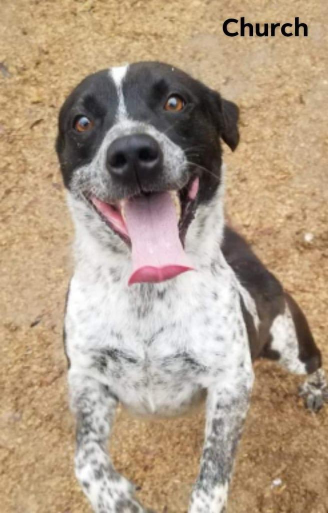 Enlarge Church, a Adoptable mixed breed in El Dorado, AR image 4/4