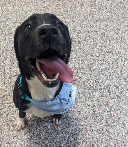 Stella, an adopted Labrador Retriever in Tiffin, OH image 6/6