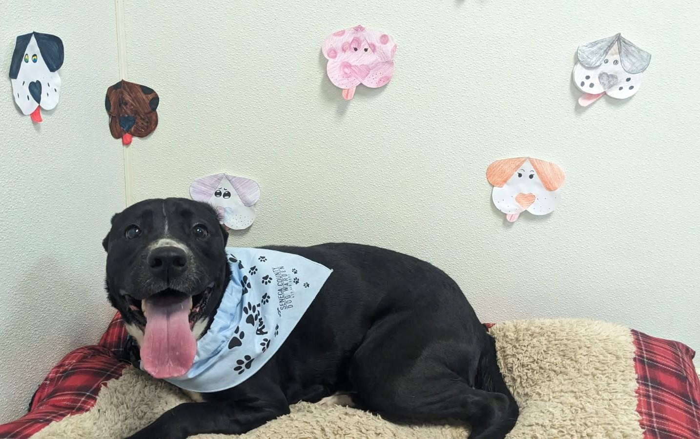 Stella, an adopted Labrador Retriever in Tiffin, OH image 3/6