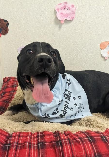 Stella, ADOPTABLE, Adult Female Labrador Retriever.