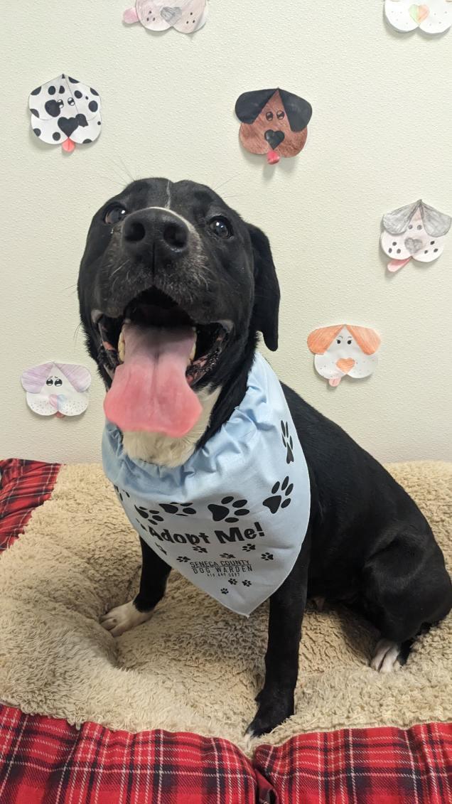 Stella, an adopted Labrador Retriever in Tiffin, OH image 2/6