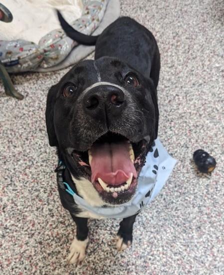 Stella, an adopted Labrador Retriever in Tiffin, OH image 4/6