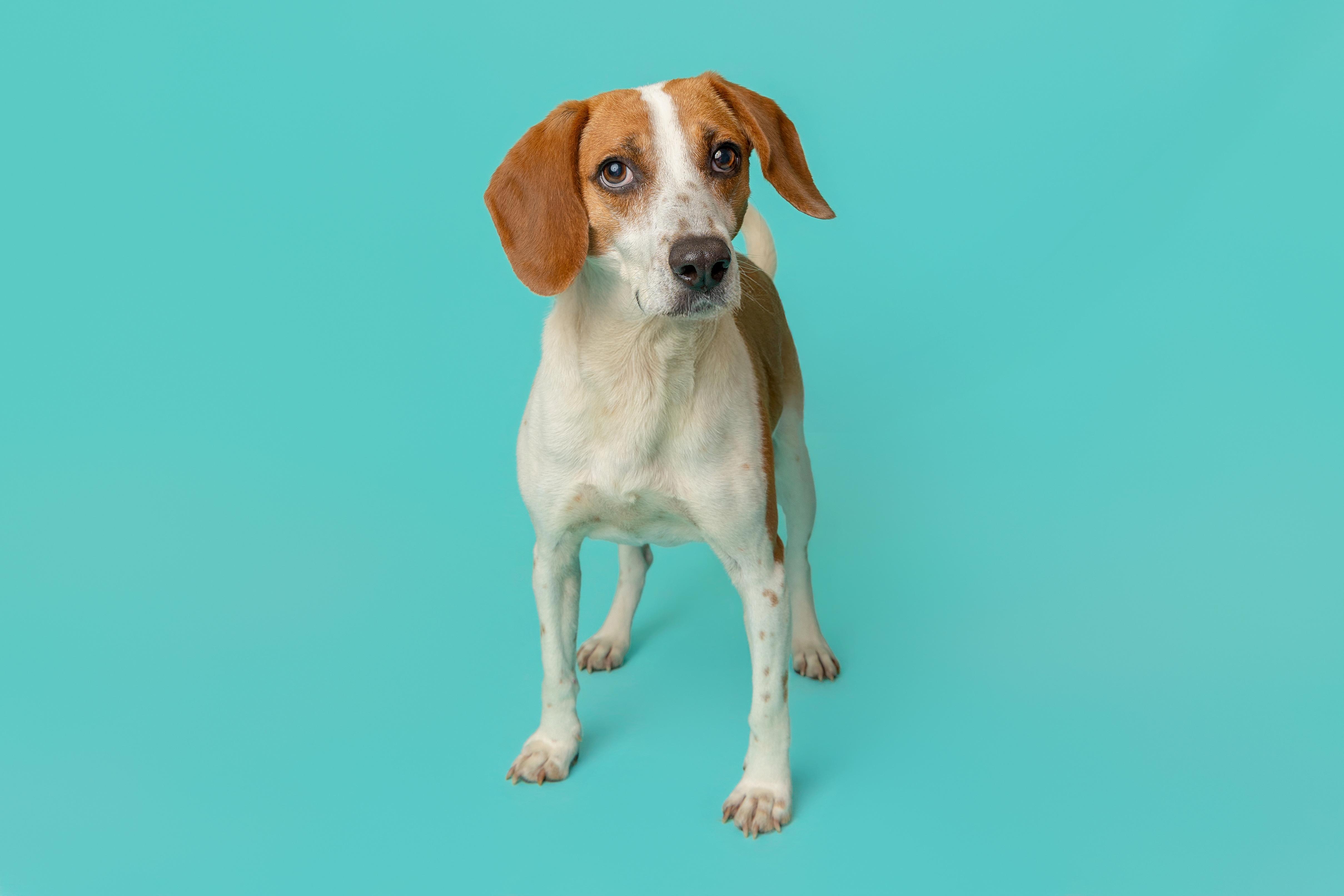 Alvin, a ADOPTABLE Hound in Pawleys Island, SC image 2/5