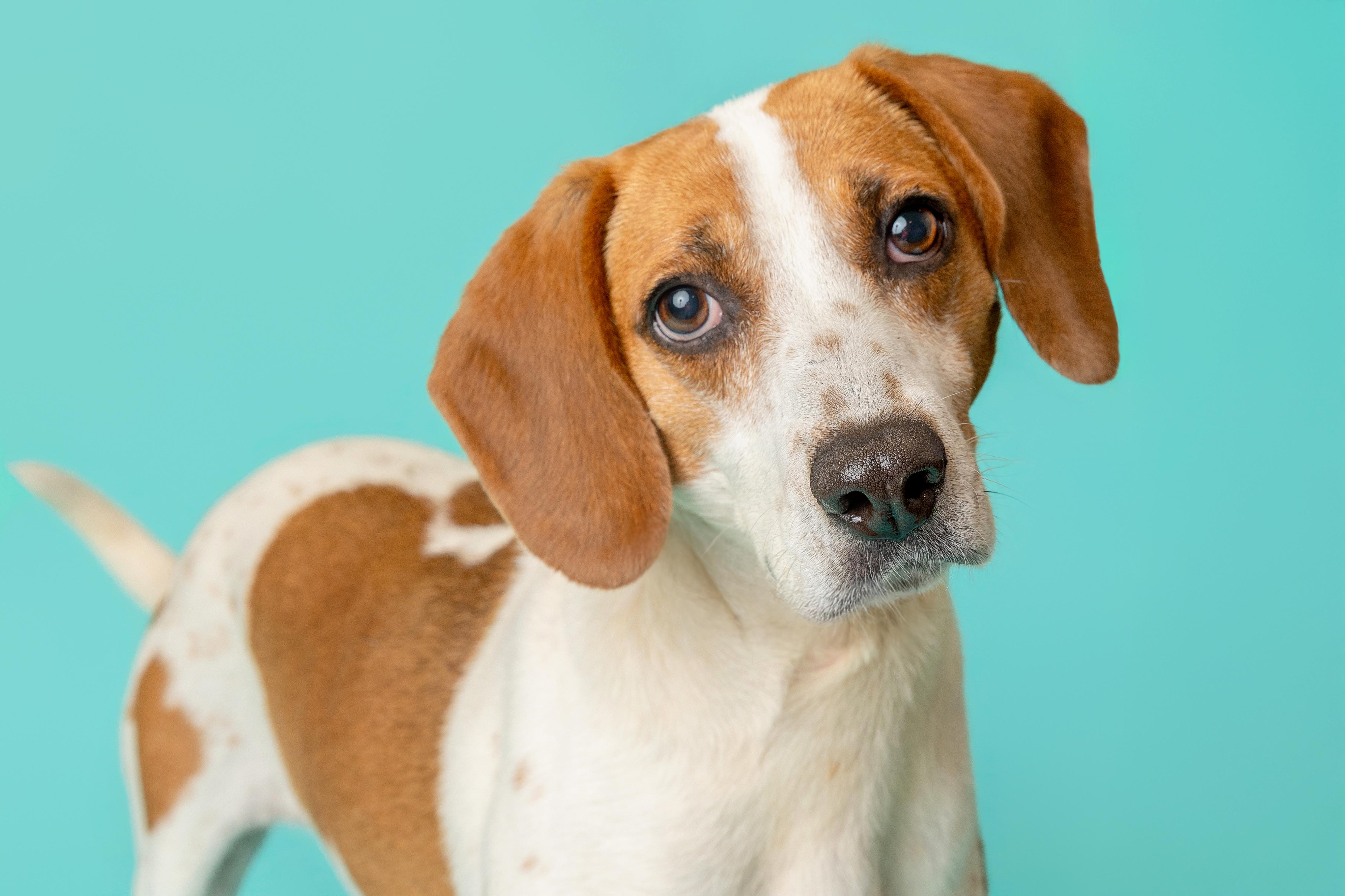 Alvin, a ADOPTABLE Hound in Pawleys Island, SC image 1/5