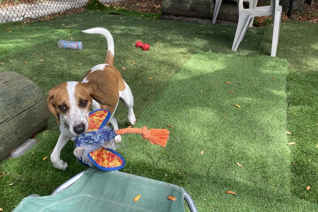 Alvin, a ADOPTABLE Hound in Pawleys Island, SC image 4/5