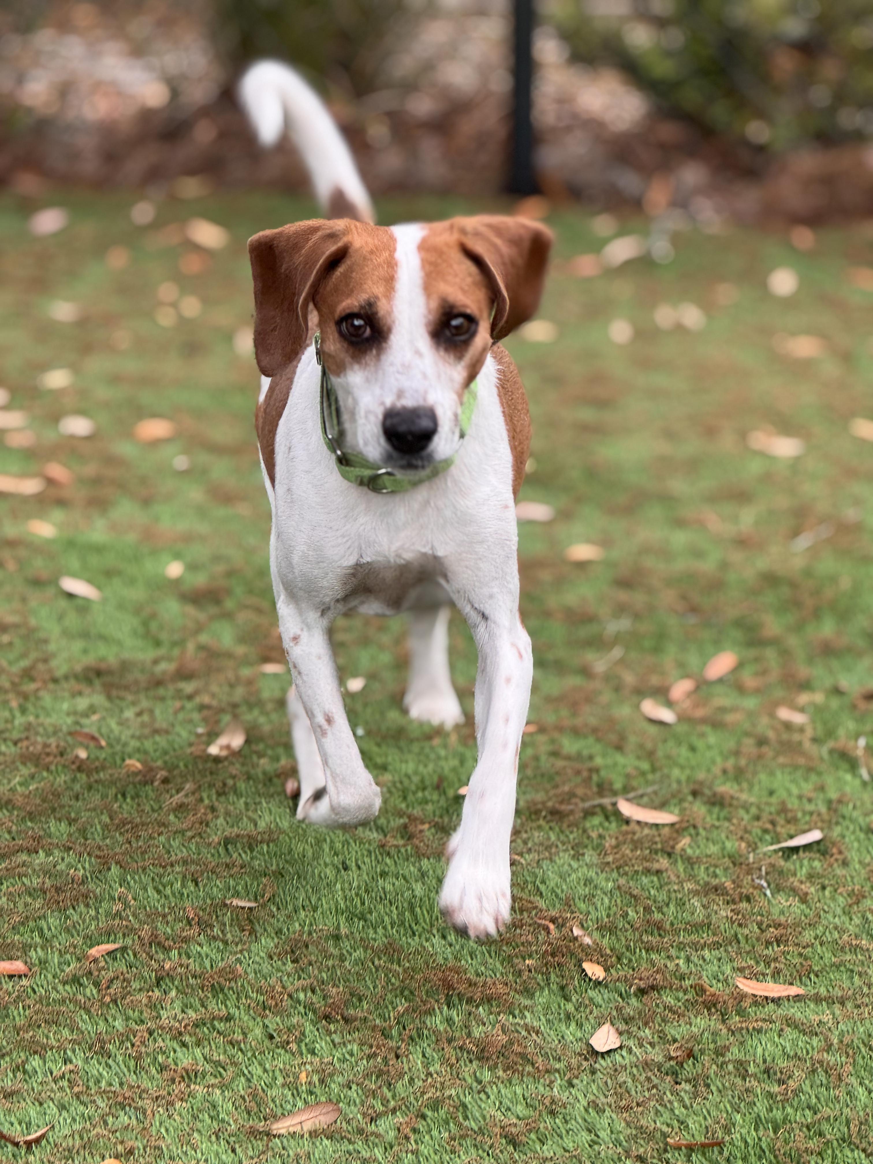 Enlarge Alvin, a ADOPTABLE Hound in Pawleys Island, SC image 1/1