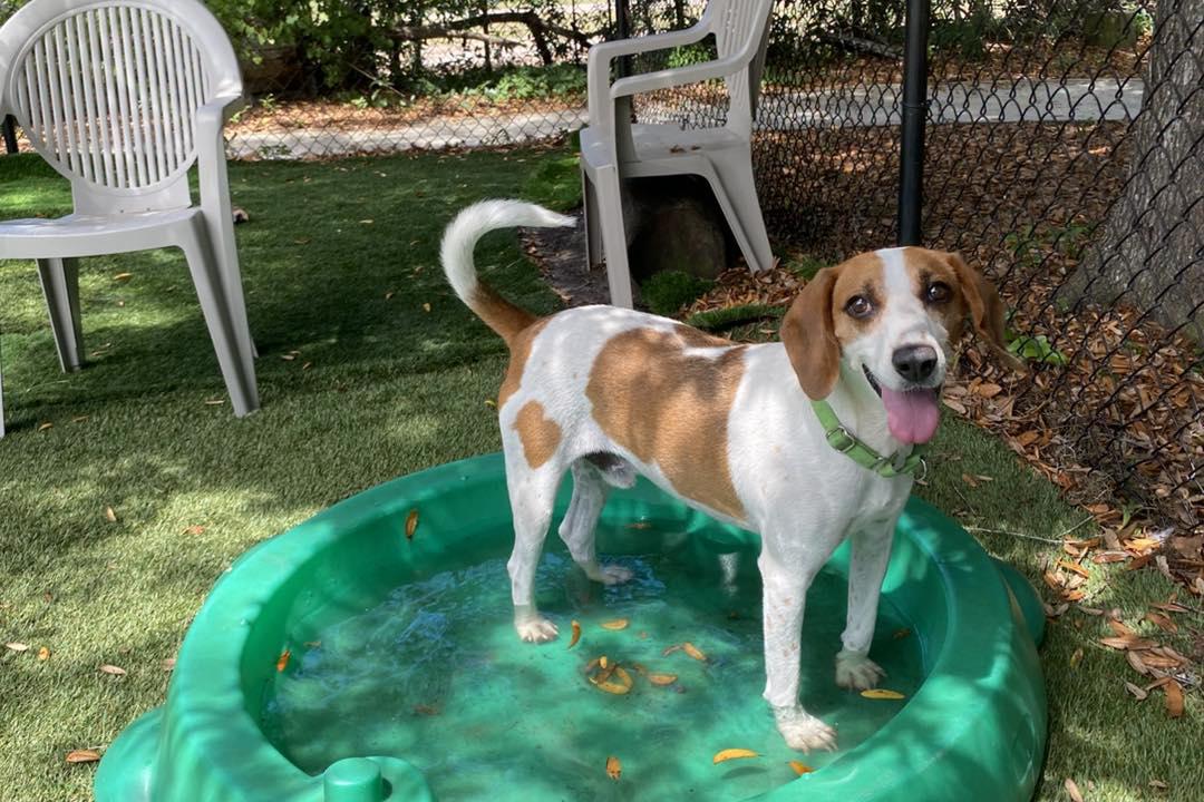 Alvin, a ADOPTABLE Hound in Pawleys Island, SC image 5/5