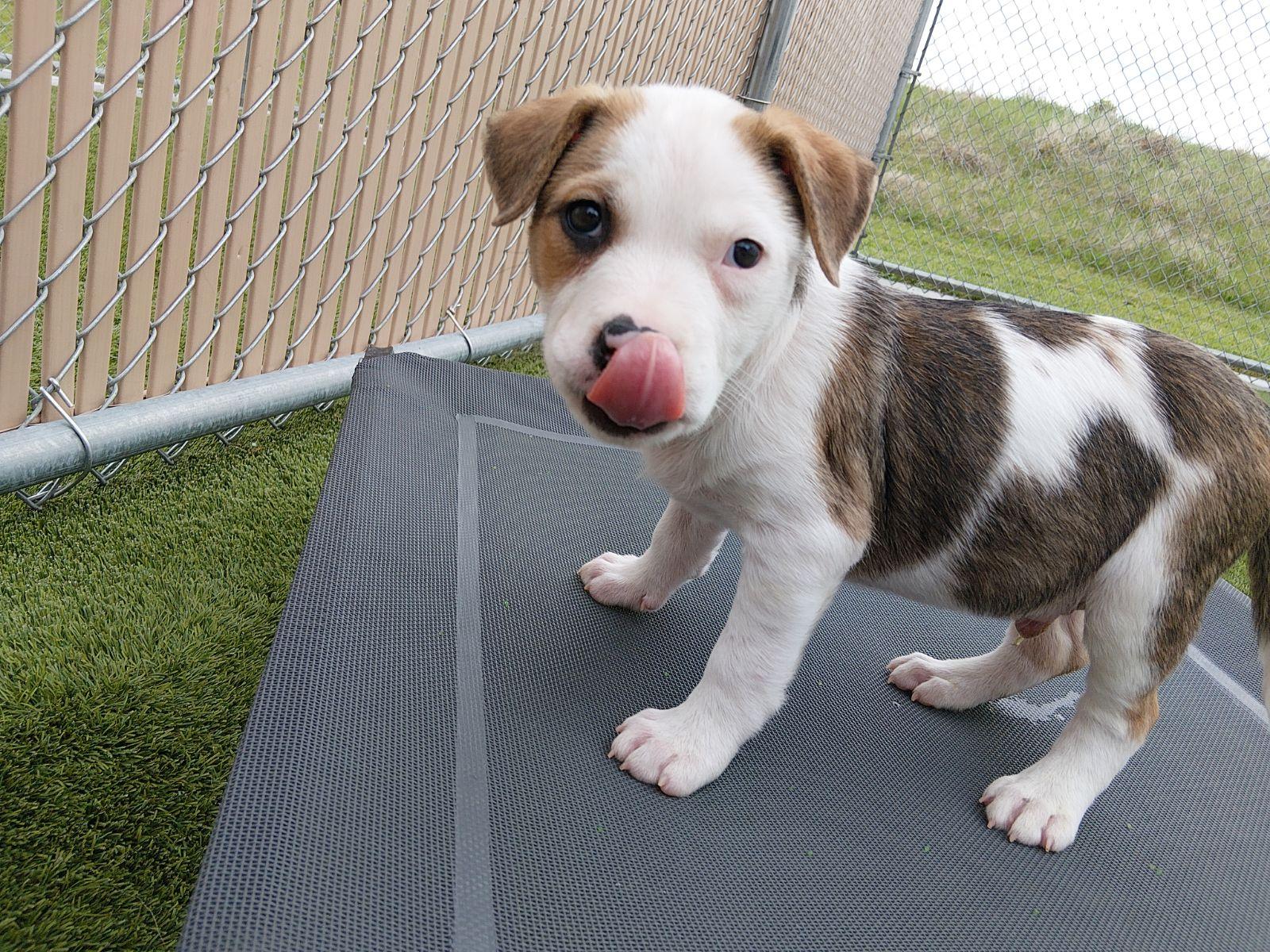 Enlarge Zuko, a ADOPTABLE mixed breed in Liberty, MO image 2/3