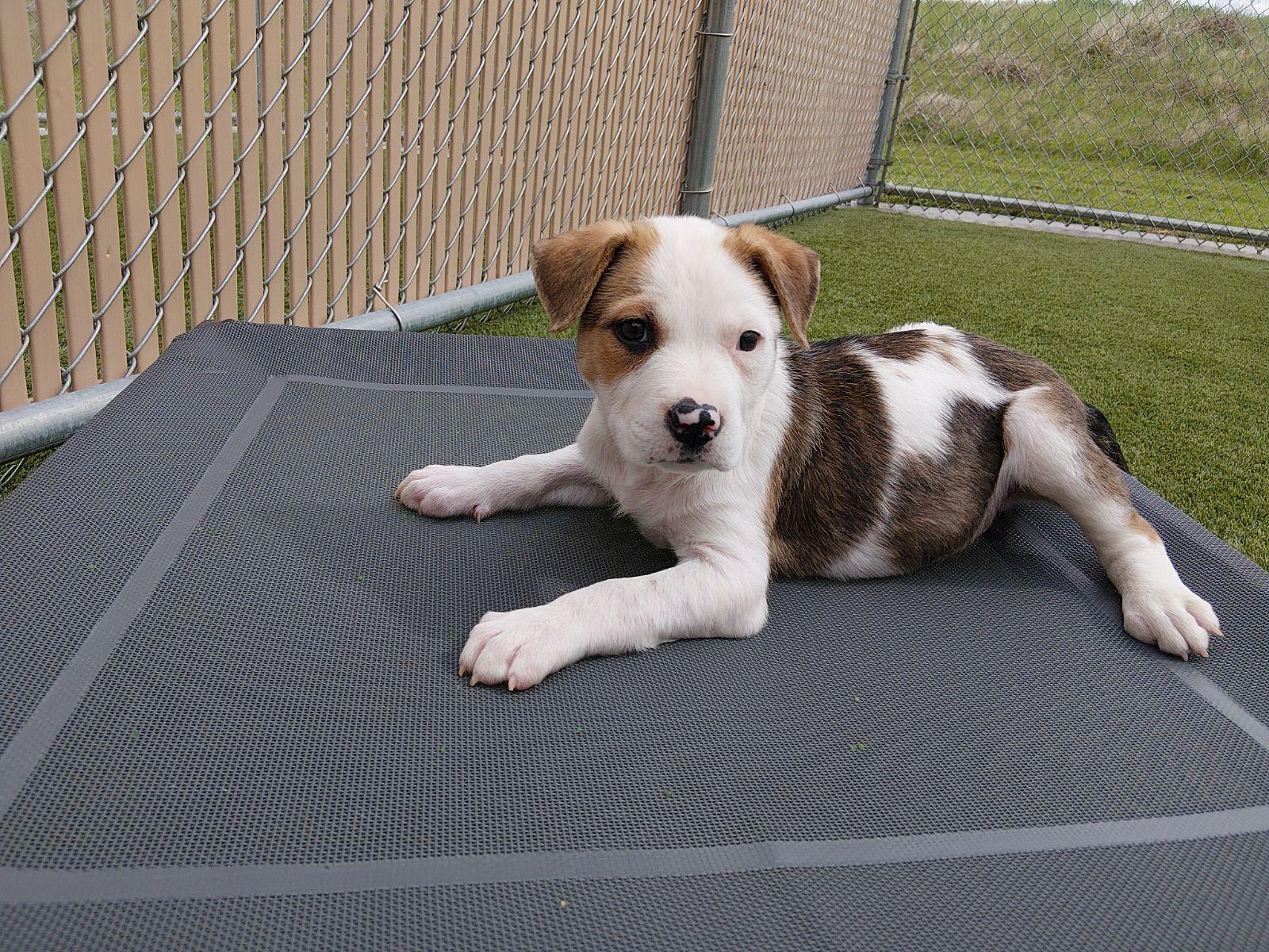 Enlarge Zuko, a ADOPTABLE mixed breed in Liberty, MO image 3/3