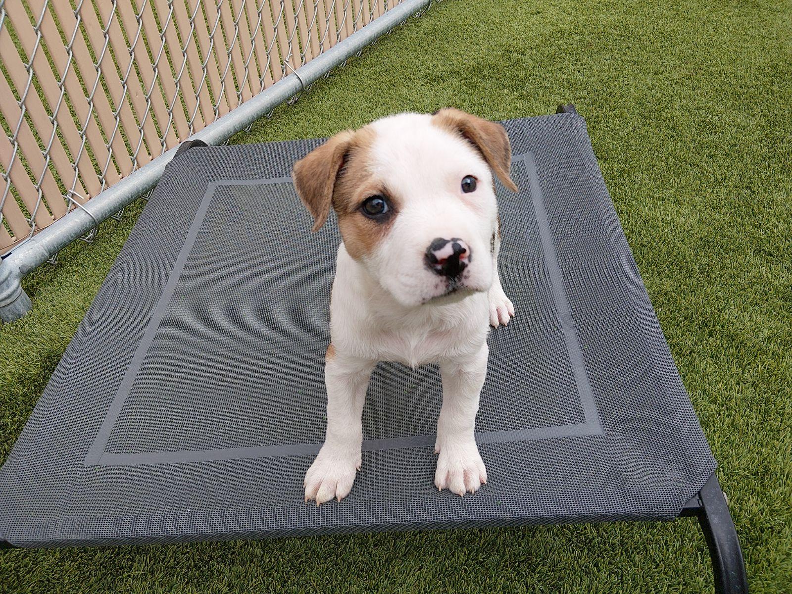 Enlarge Zuko, a ADOPTABLE mixed breed in Liberty, MO image 1/3