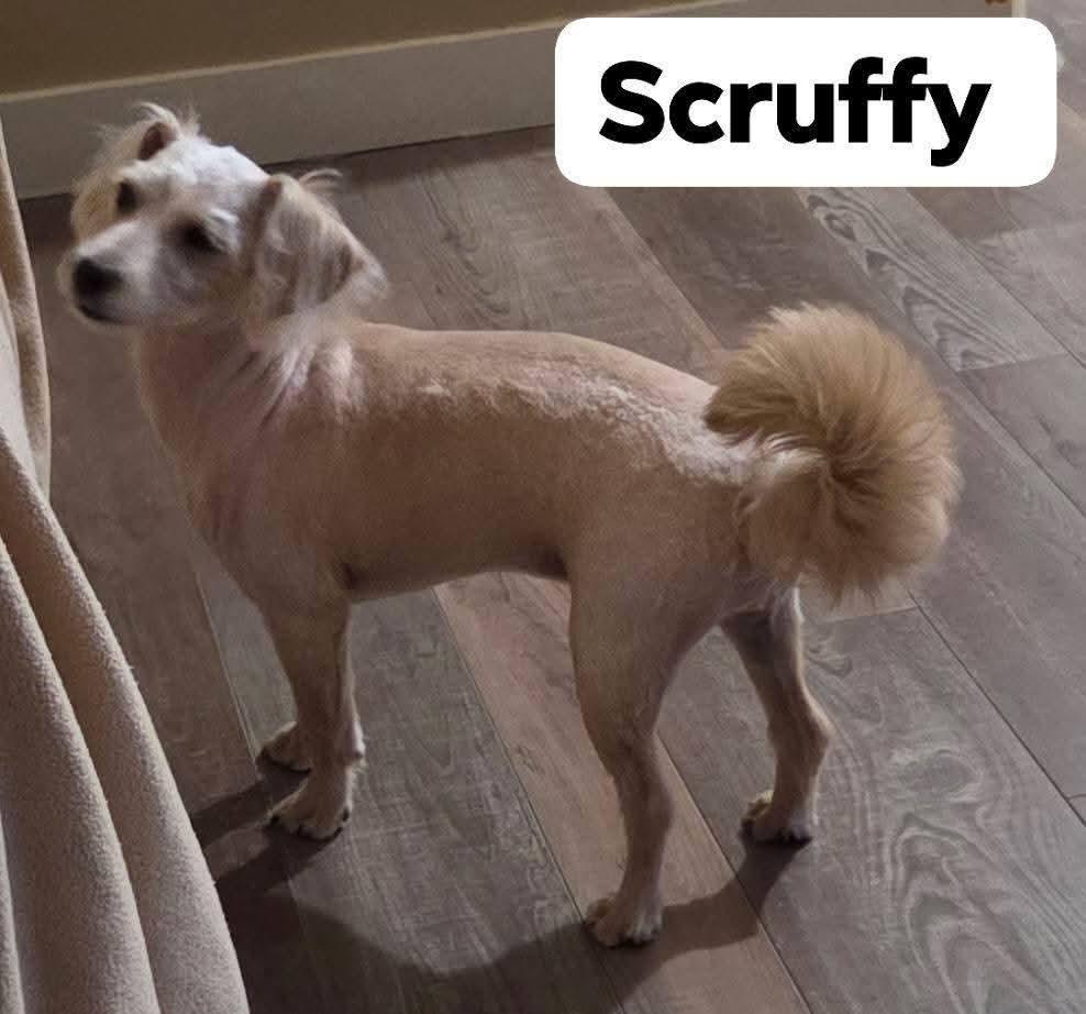 Scruffy , an adopted mixed breed in Leduc, AB image 2/3
