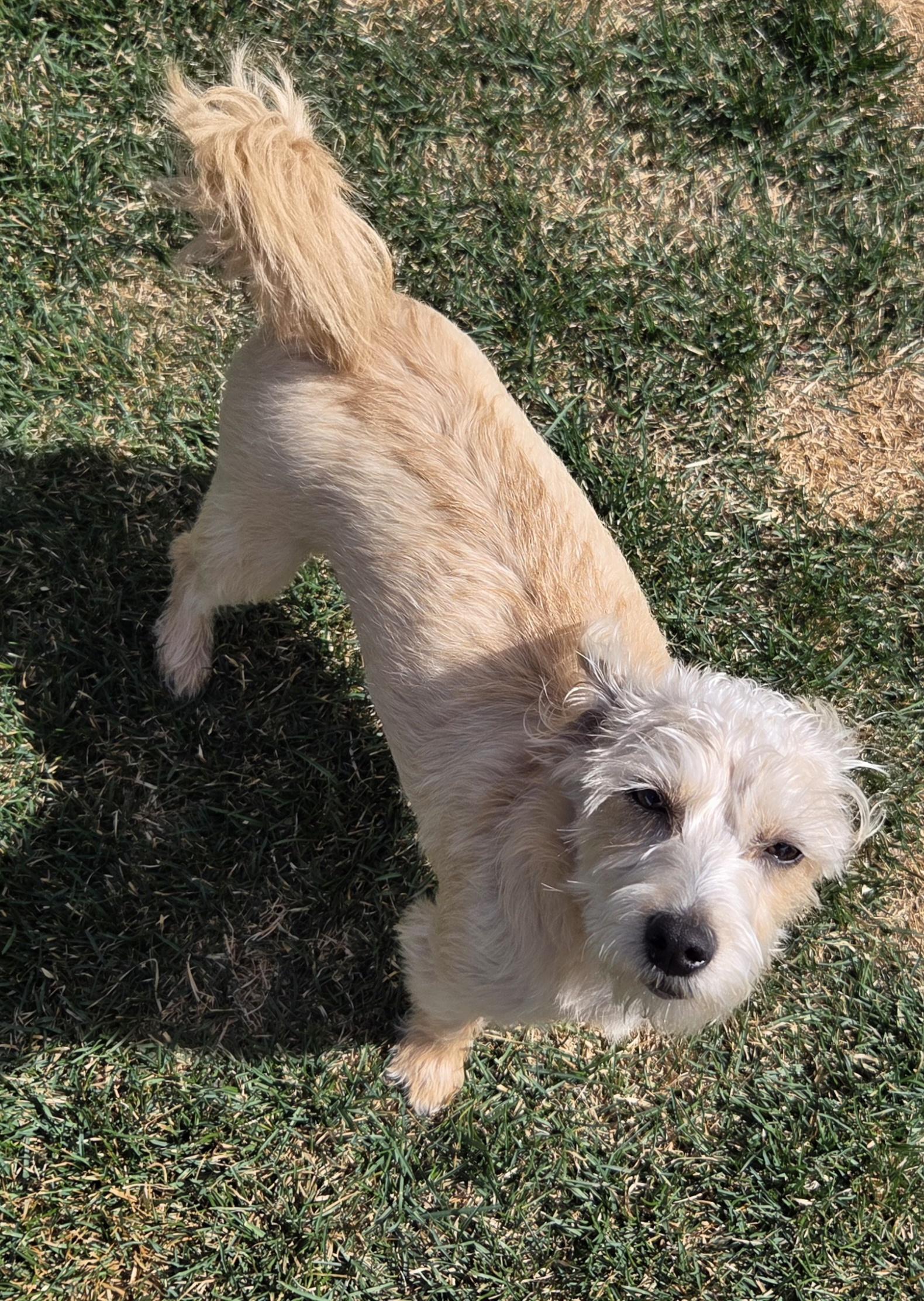Scruffy , an adopted mixed breed in Leduc, AB image 3/3