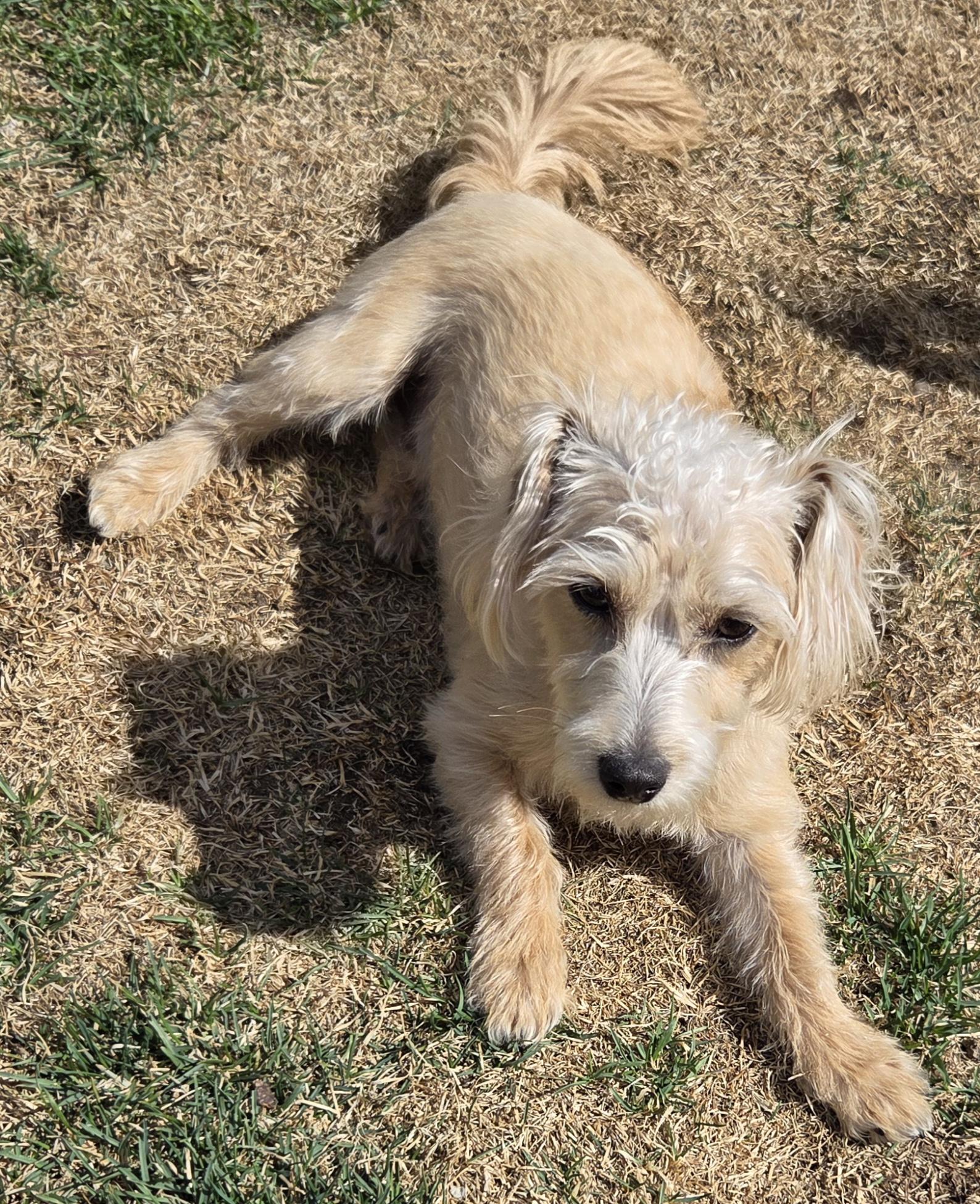 Scruffy , adopted, Young Male Miniature Schnauzer & Miniature Poodle.