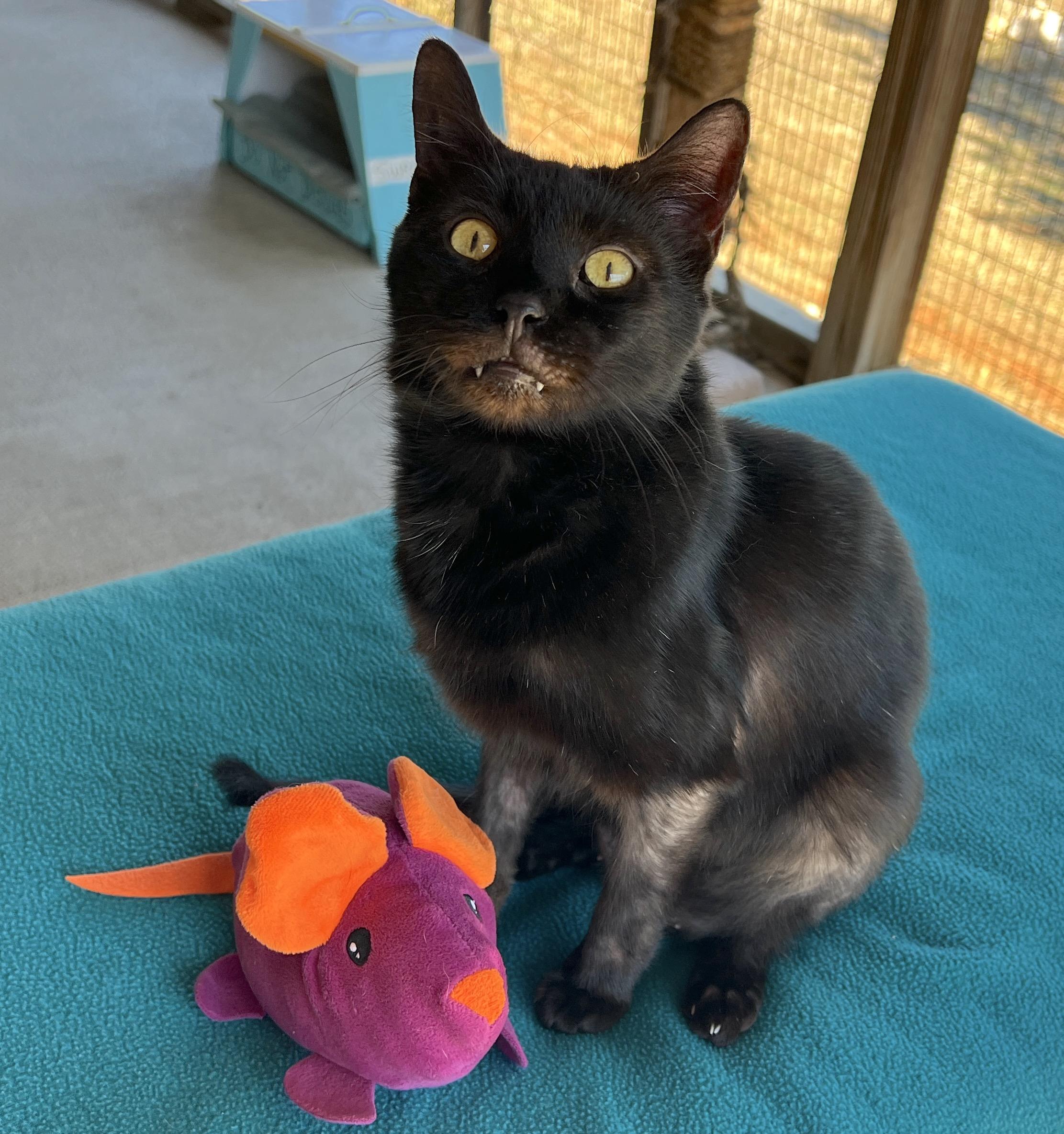 Charlie, Adult Male Domestic Short Hair