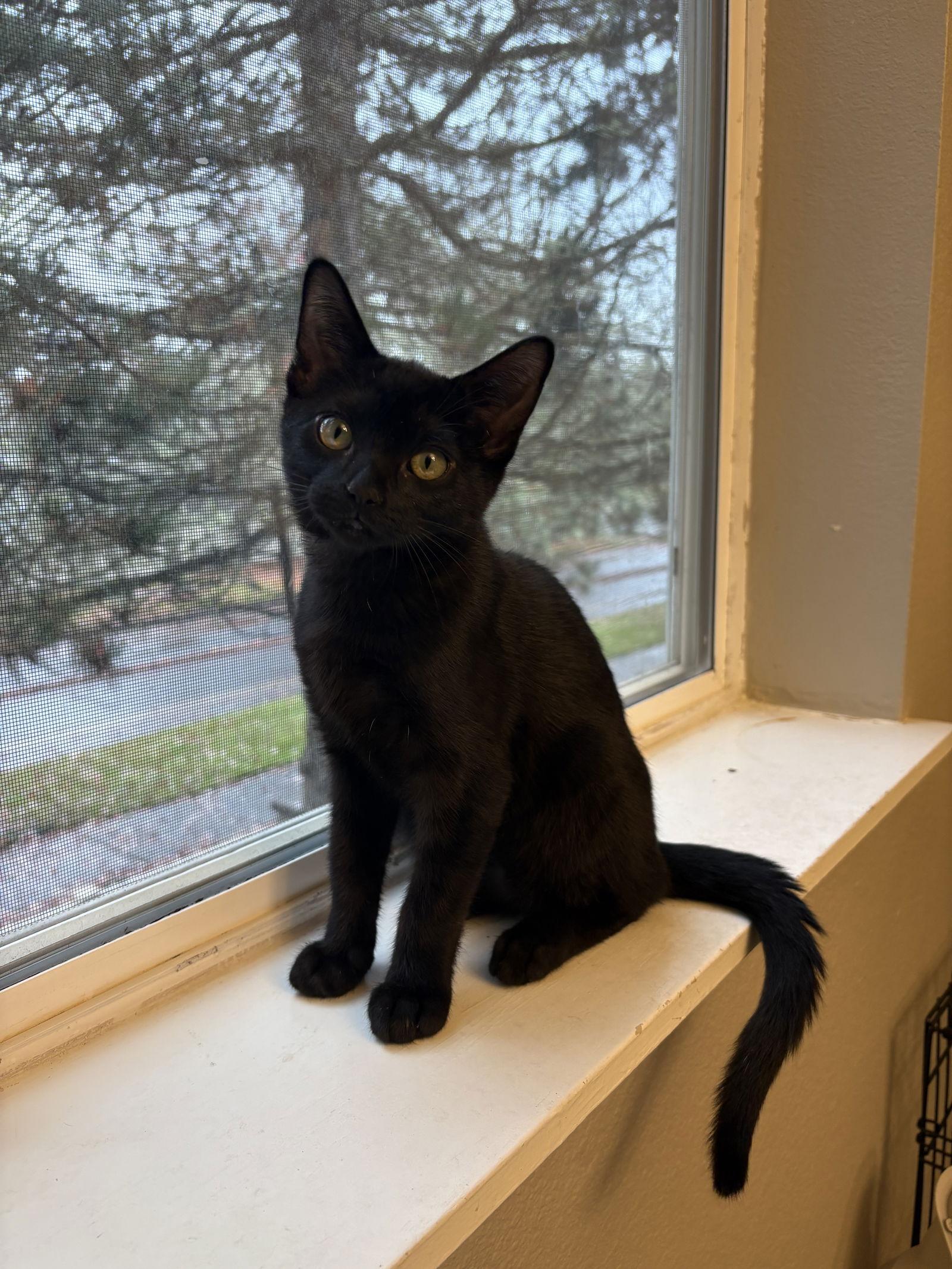 COBBLE & GRAVEL - Offered by Owner - Young Buddies, Adoptable, Young Male Domestic Short Hair & Russian Blue.