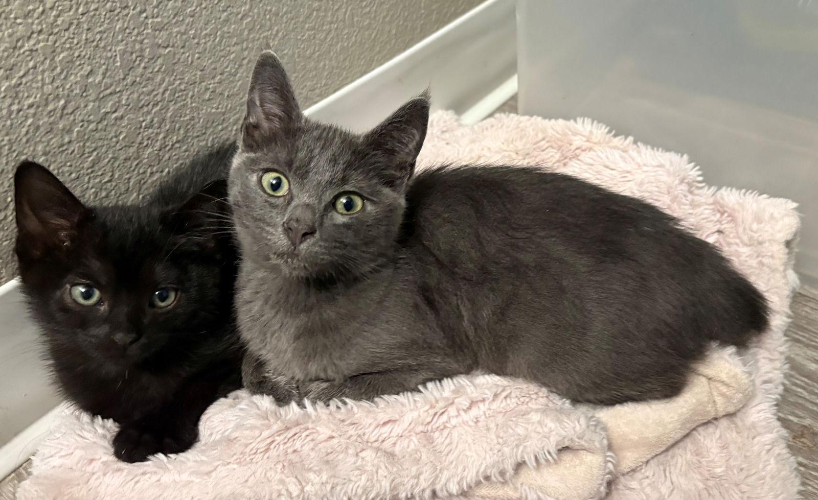 Enlarge COBBLE & GRAVEL - Offered by Owner - Young Buddies, a Adoptable mixed breed in Hillsboro, OR image 2/3