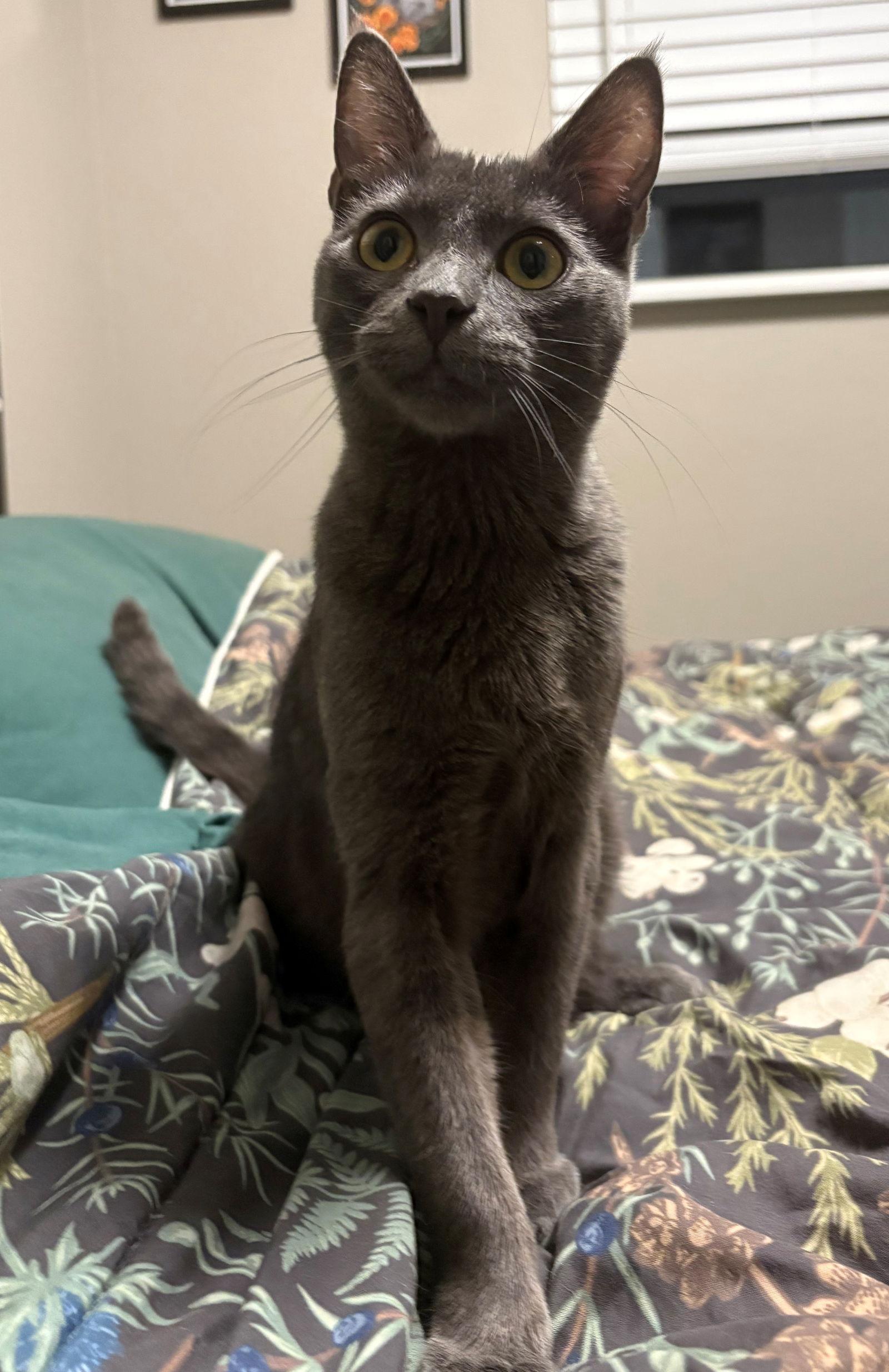 Enlarge COBBLE & GRAVEL - Offered by Owner - Young Buddies, a Adoptable mixed breed in Hillsboro, OR image 3/3