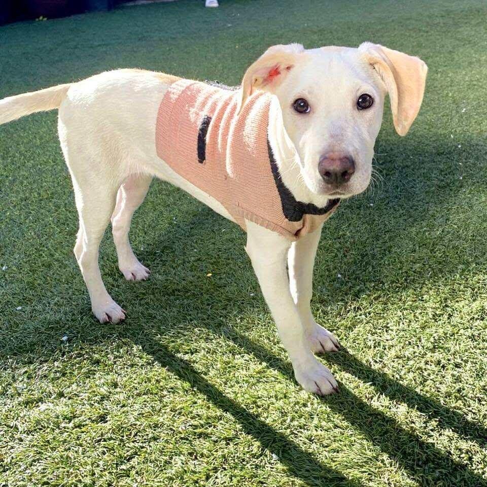 Stella, ADOPTABLE, Puppy Female Yellow Labrador Retriever.
