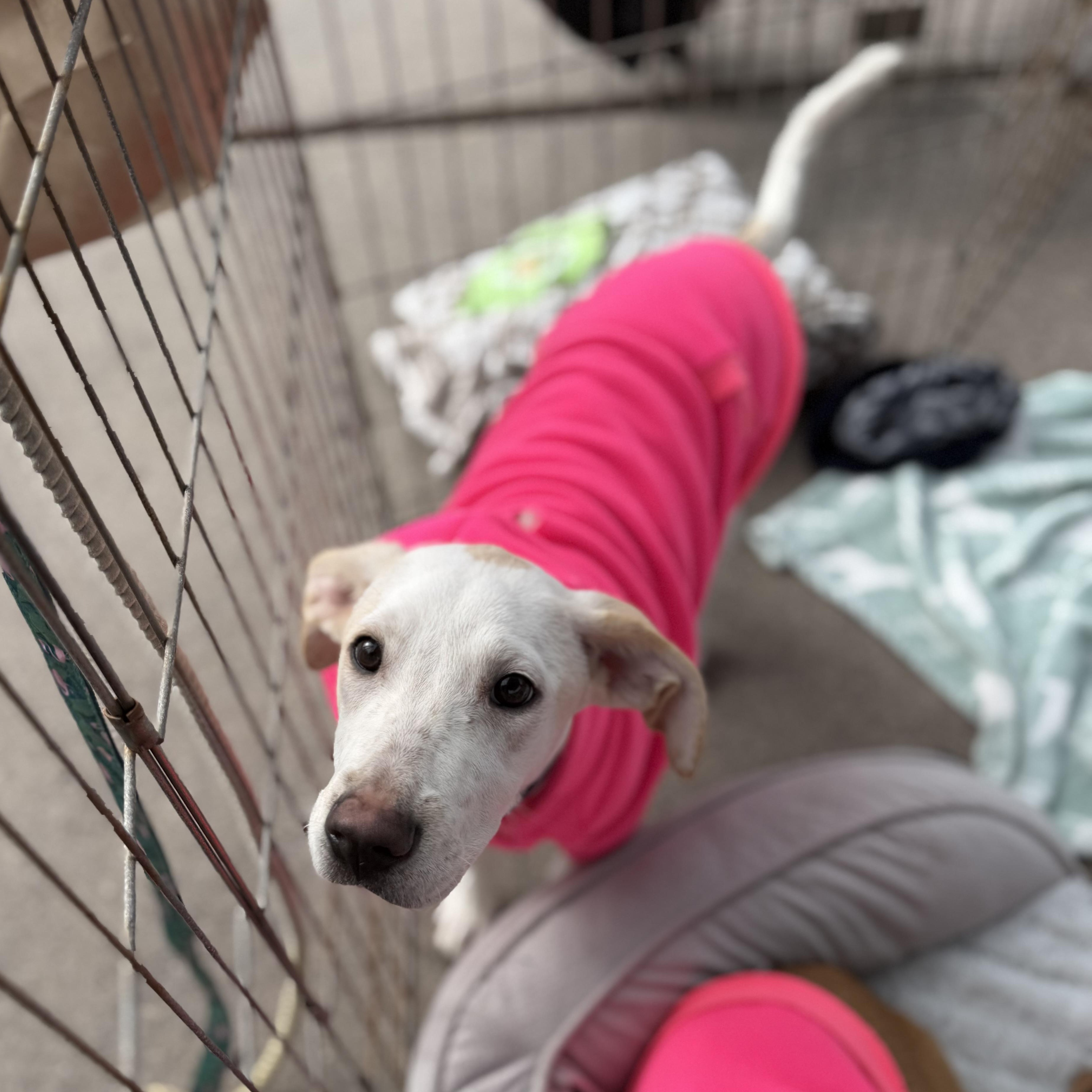 Enlarge Stella, a ADOPTABLE mixed breed in San Diego, CA image 2/5