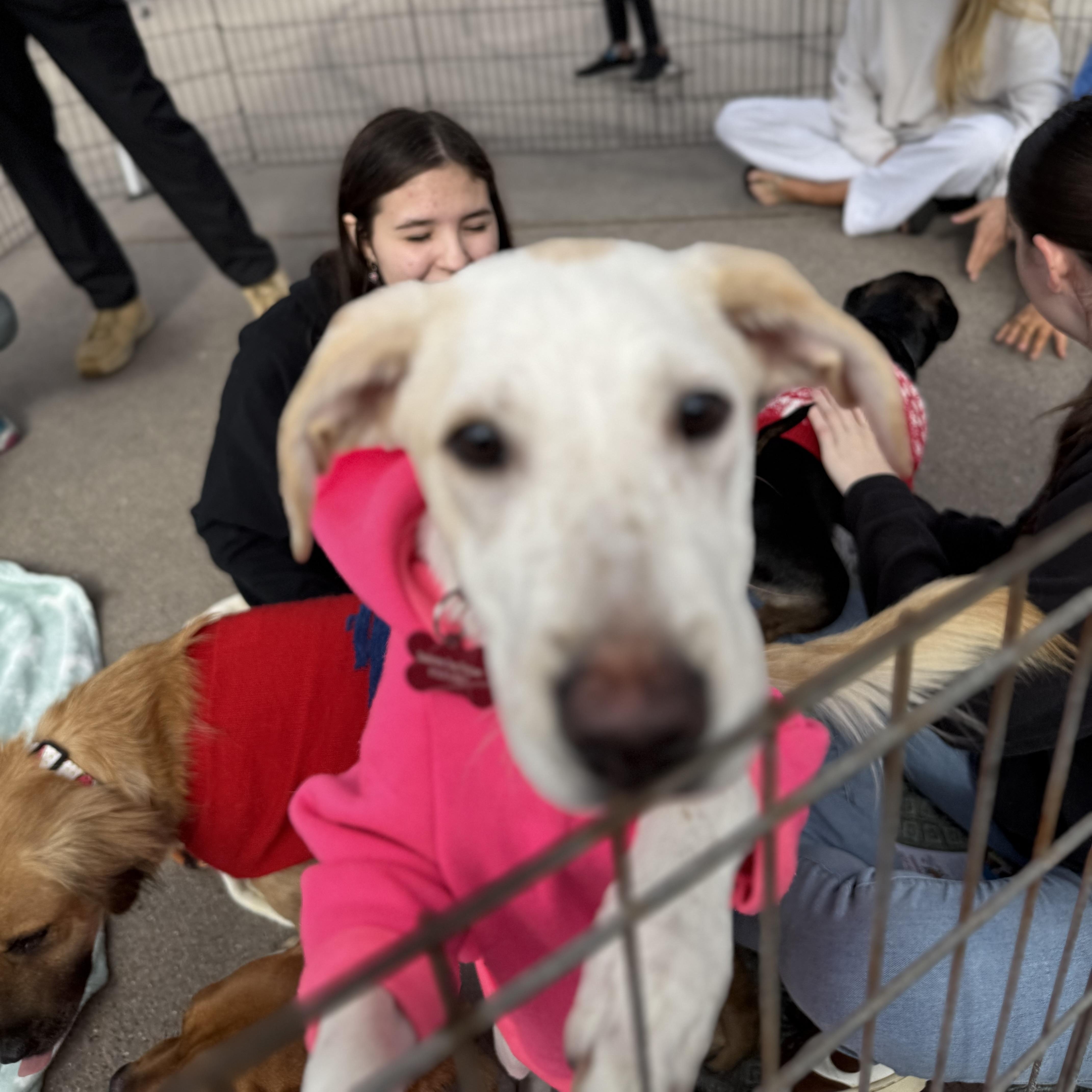 Enlarge Stella, a ADOPTABLE mixed breed in San Diego, CA image 3/5