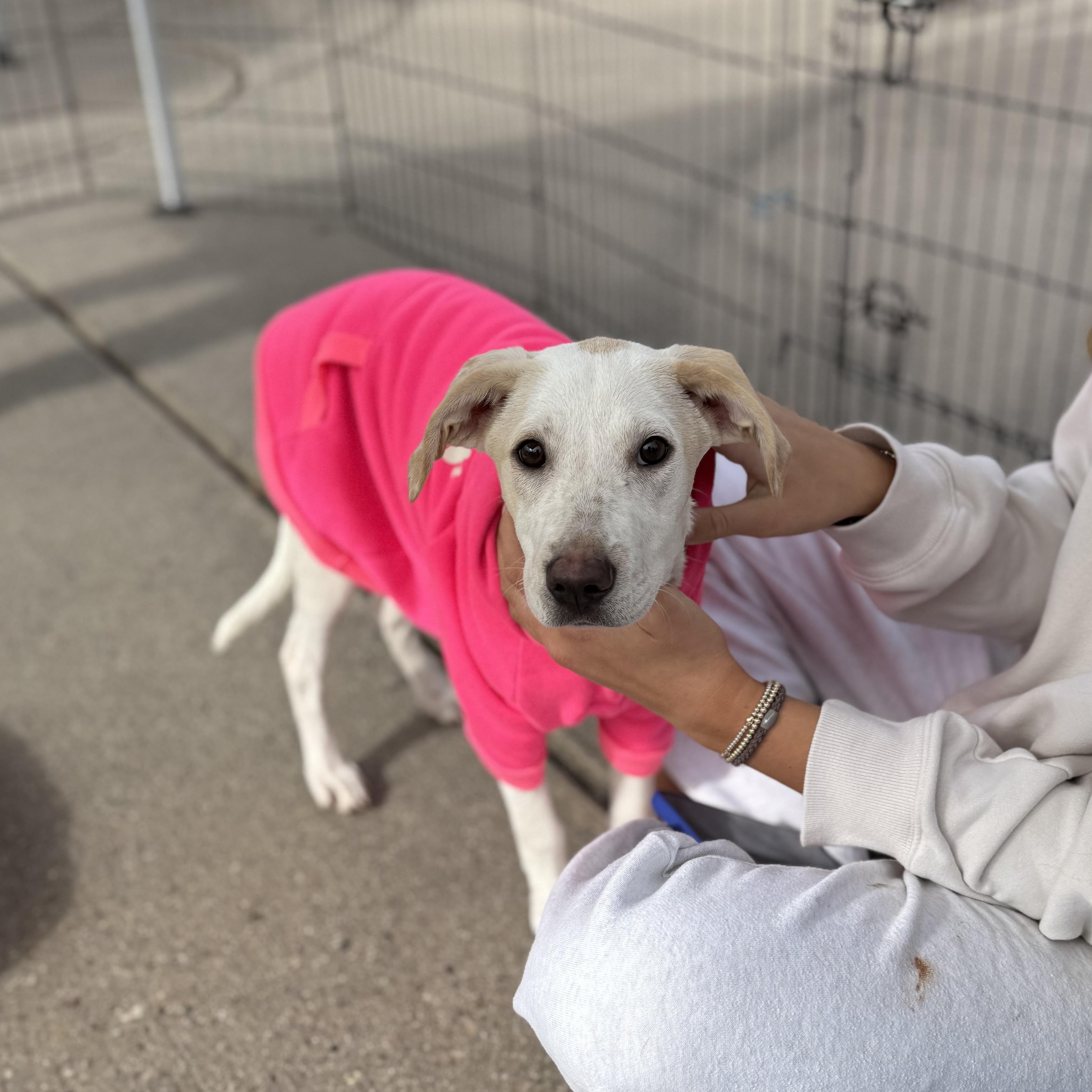 Enlarge Stella, a ADOPTABLE mixed breed in San Diego, CA image 4/5