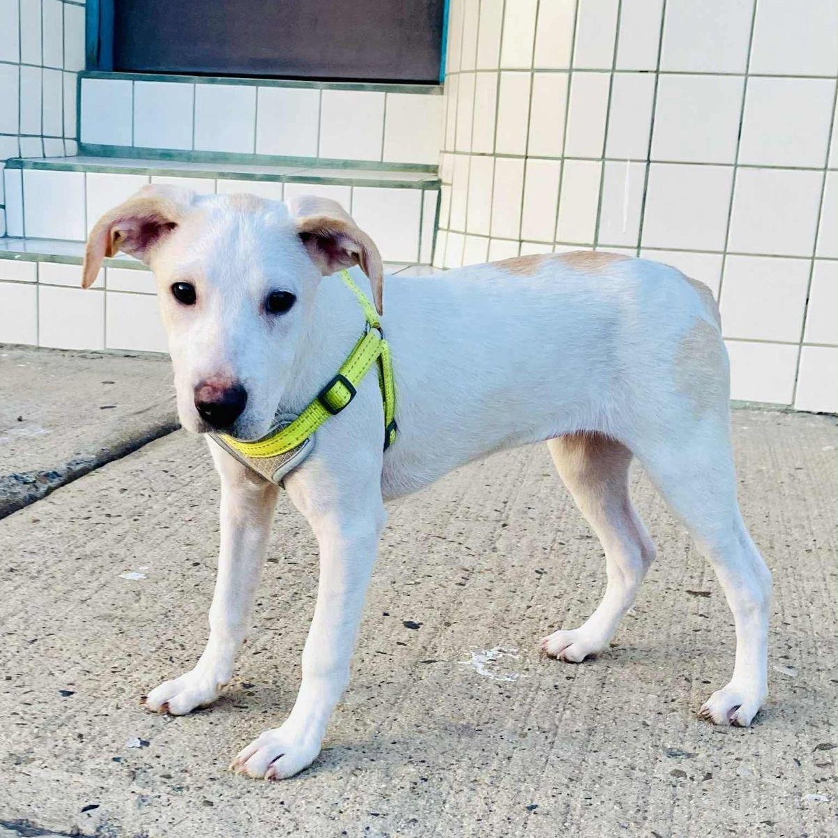 Enlarge Stella, a ADOPTABLE mixed breed in San Diego, CA image 5/5