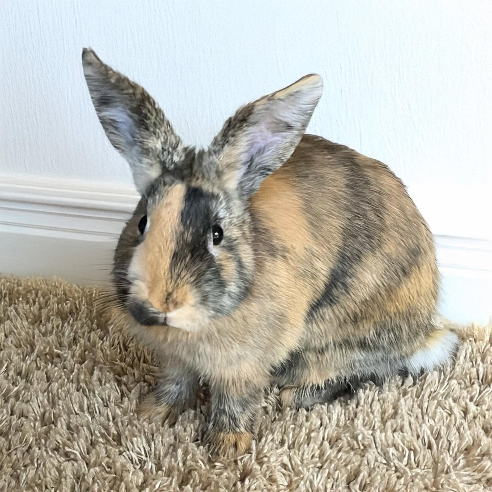 Marcel, Adoptable, Young Male Harlequin & Florida White.