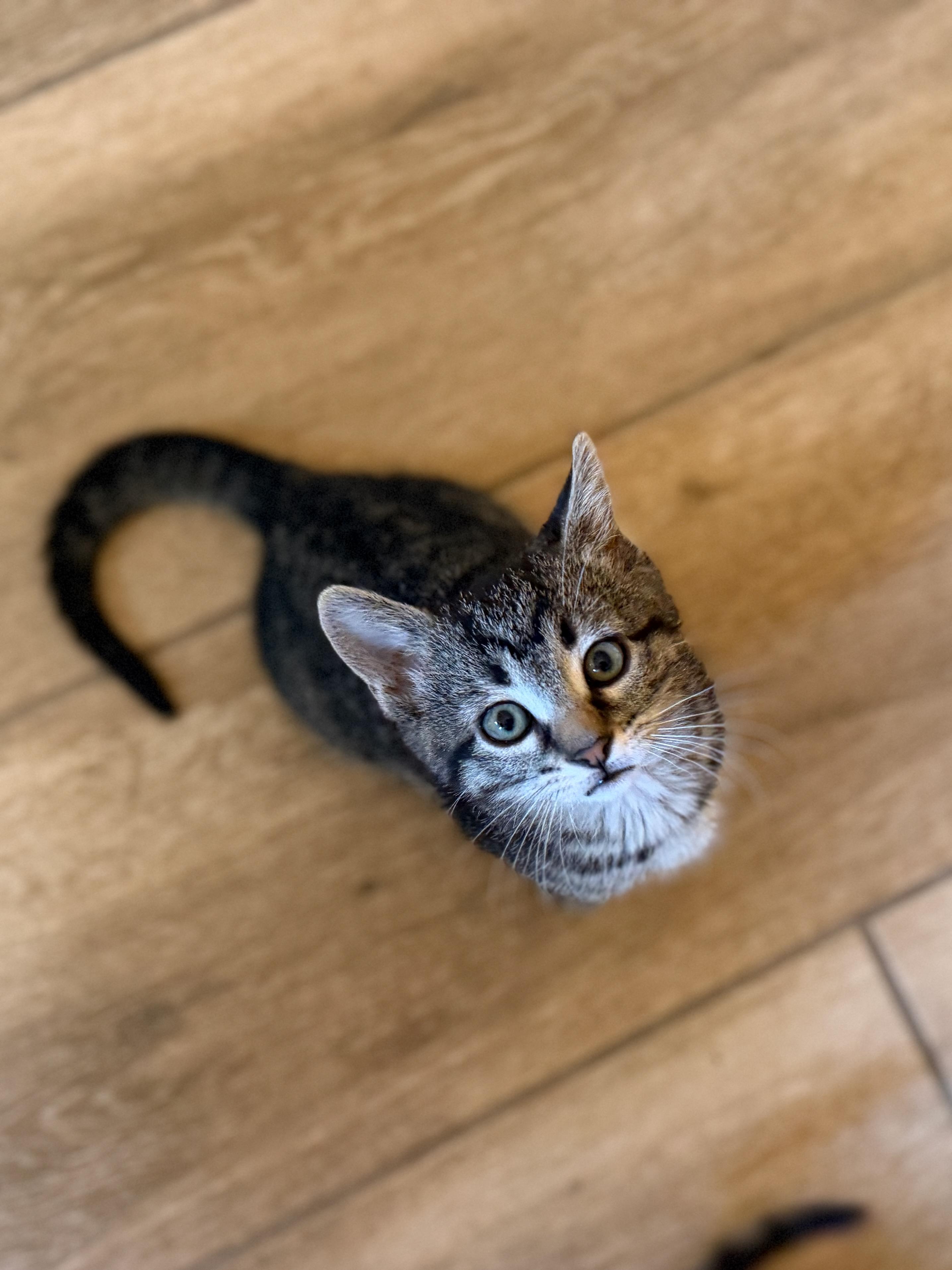 Enlarge Chucky Dentry, an adopted Domestic Short Hair in Denver, CO image 3/6