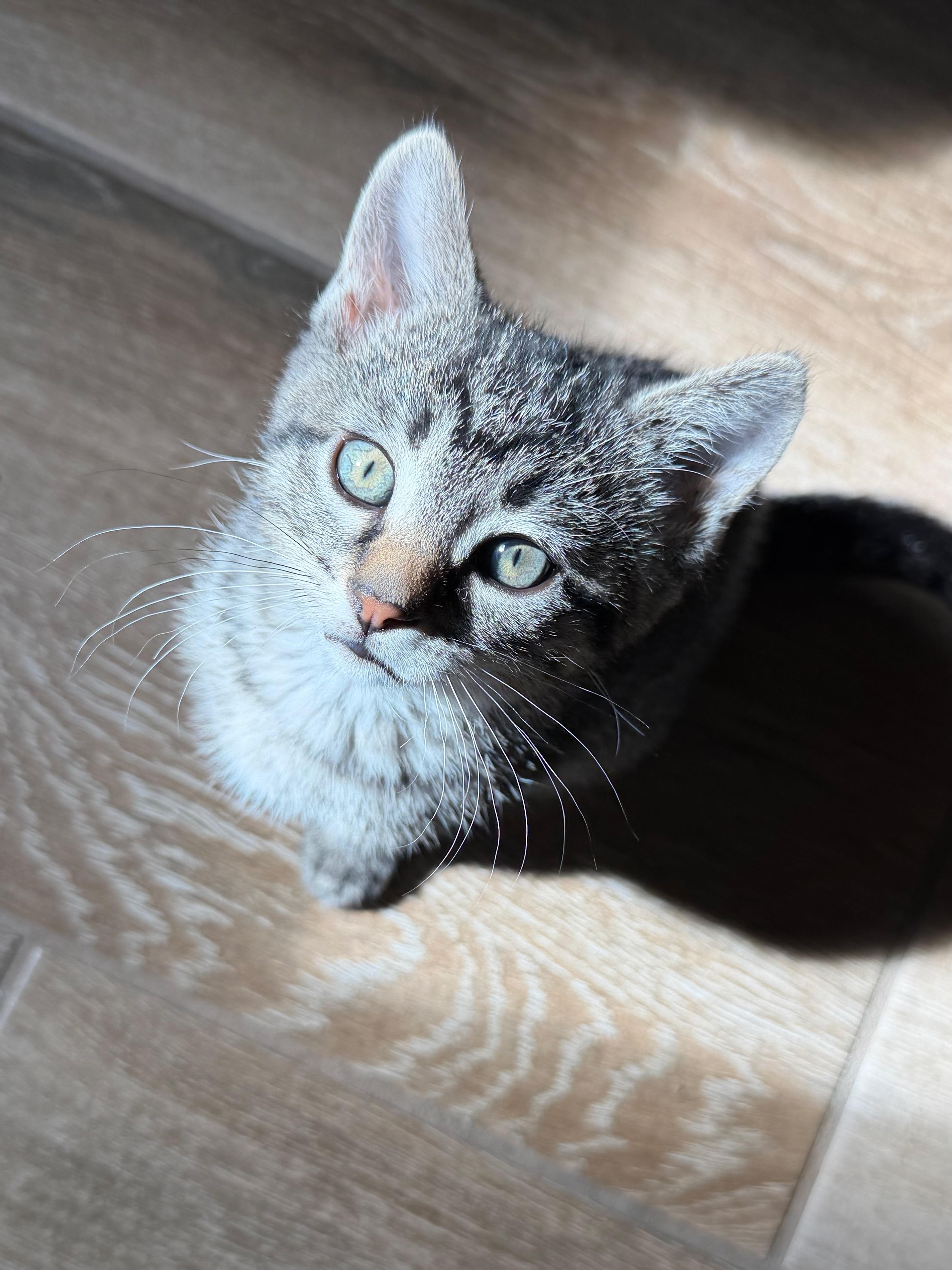 Enlarge Chucky Dentry, an adopted Domestic Short Hair in Denver, CO image 2/6